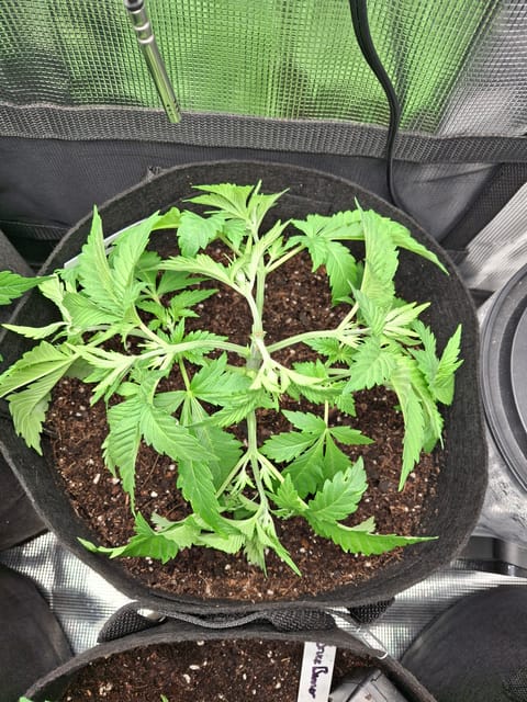 SoFloBudz — vegetative, day 32