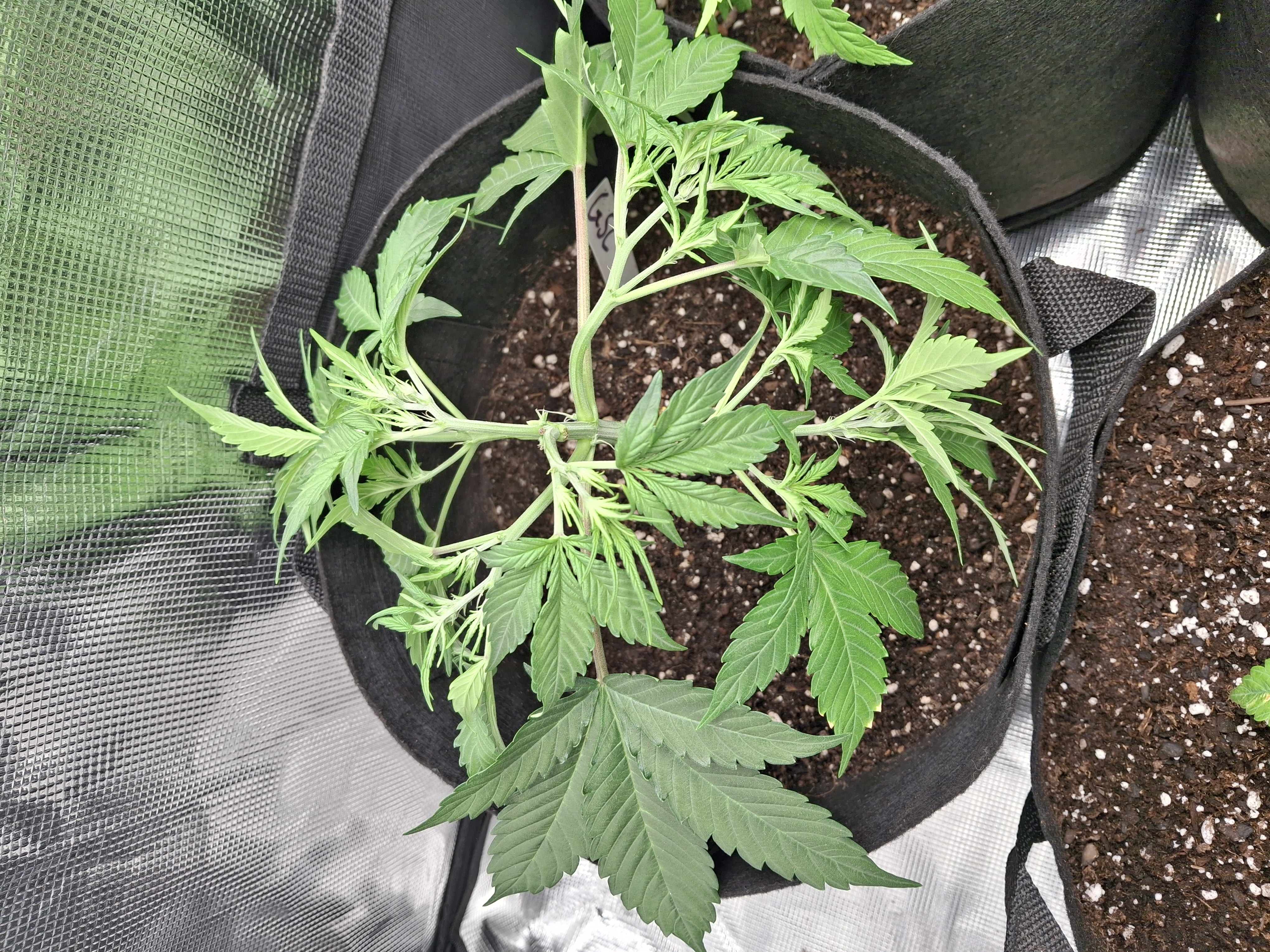 SoFloBudz — vegetative, day 32