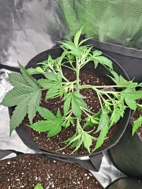 SoFloBudz — vegetative, day 32