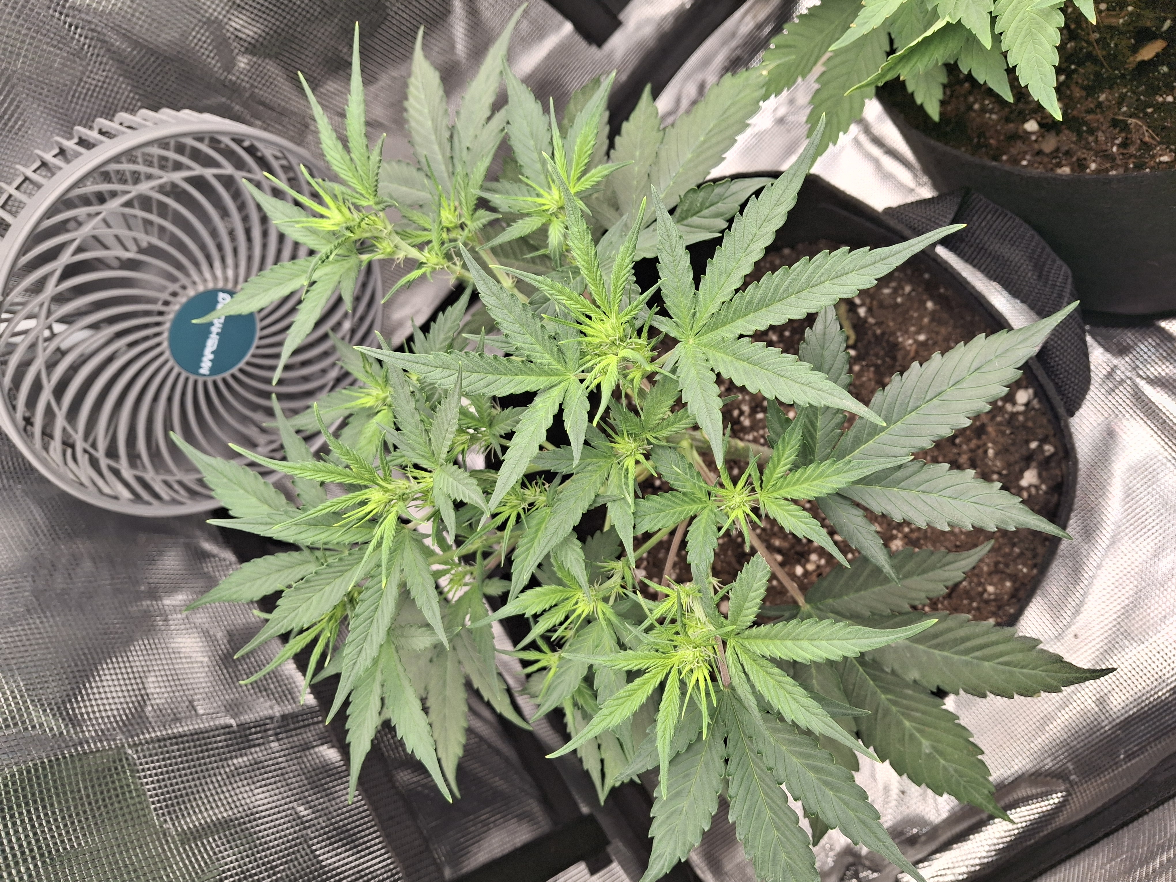 SoFloBudz — flower, day 38