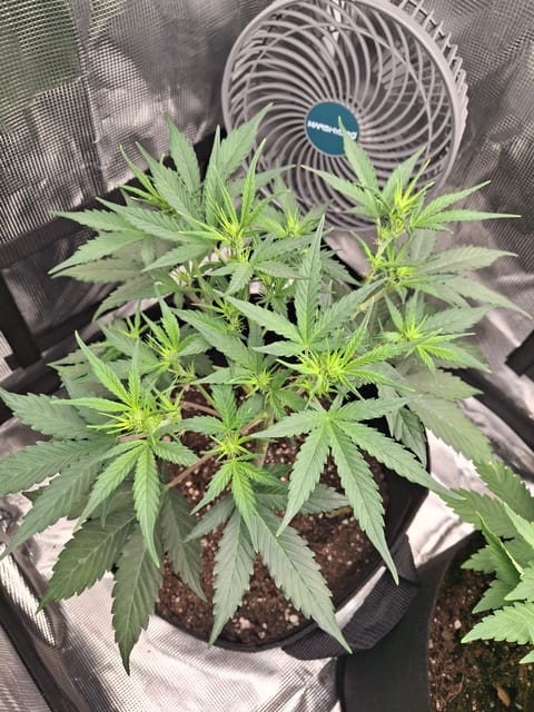 SoFloBudz — flower, day 38