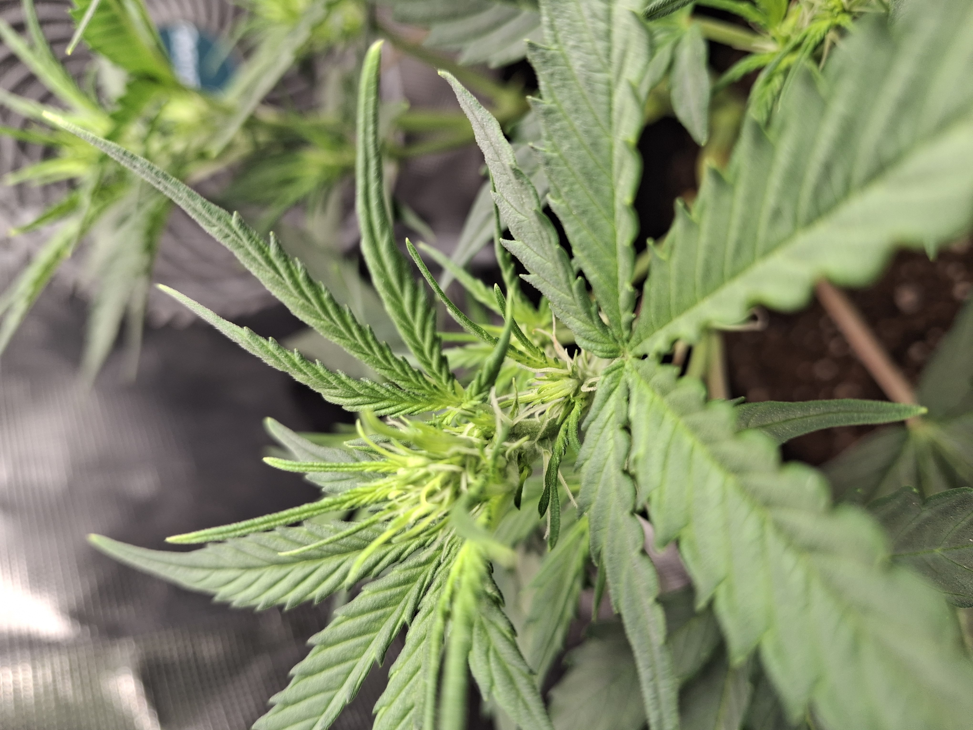 SoFloBudz — flower, day 38