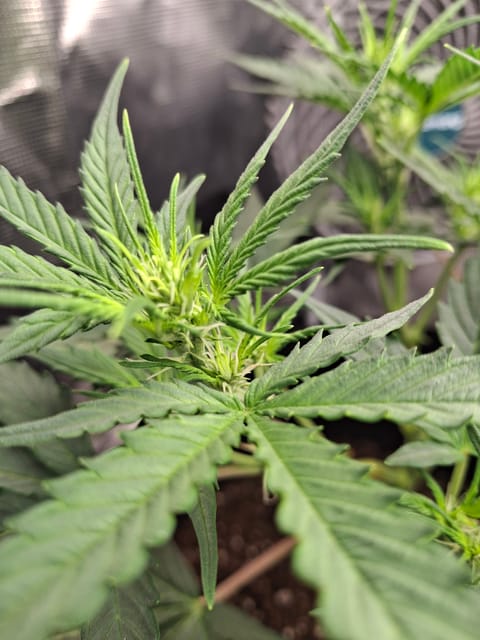 SoFloBudz — flower, day 38