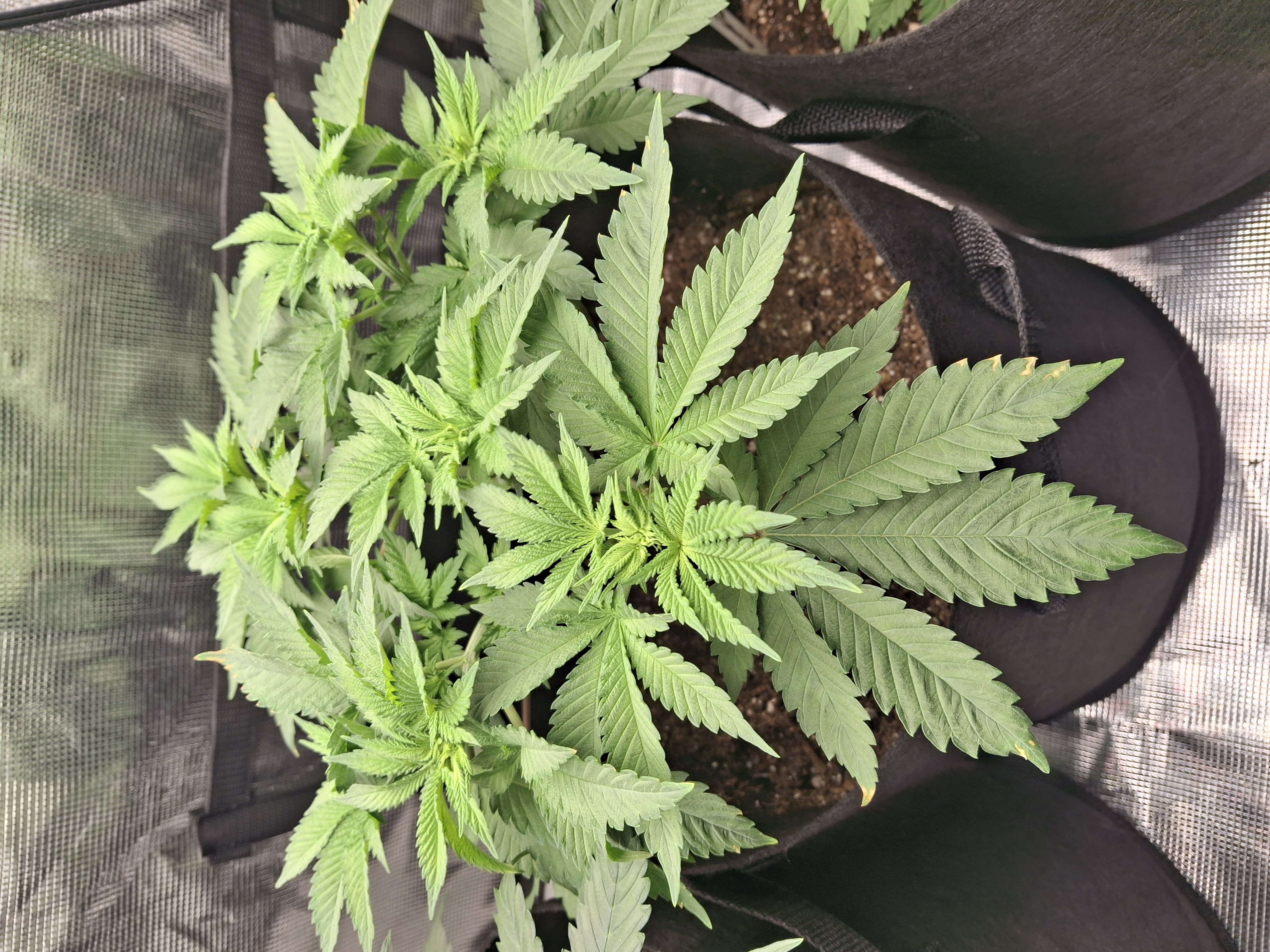 SoFloBudz — flower, day 38