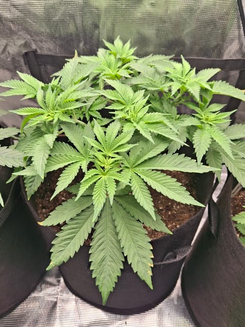SoFloBudz — flower, day 38