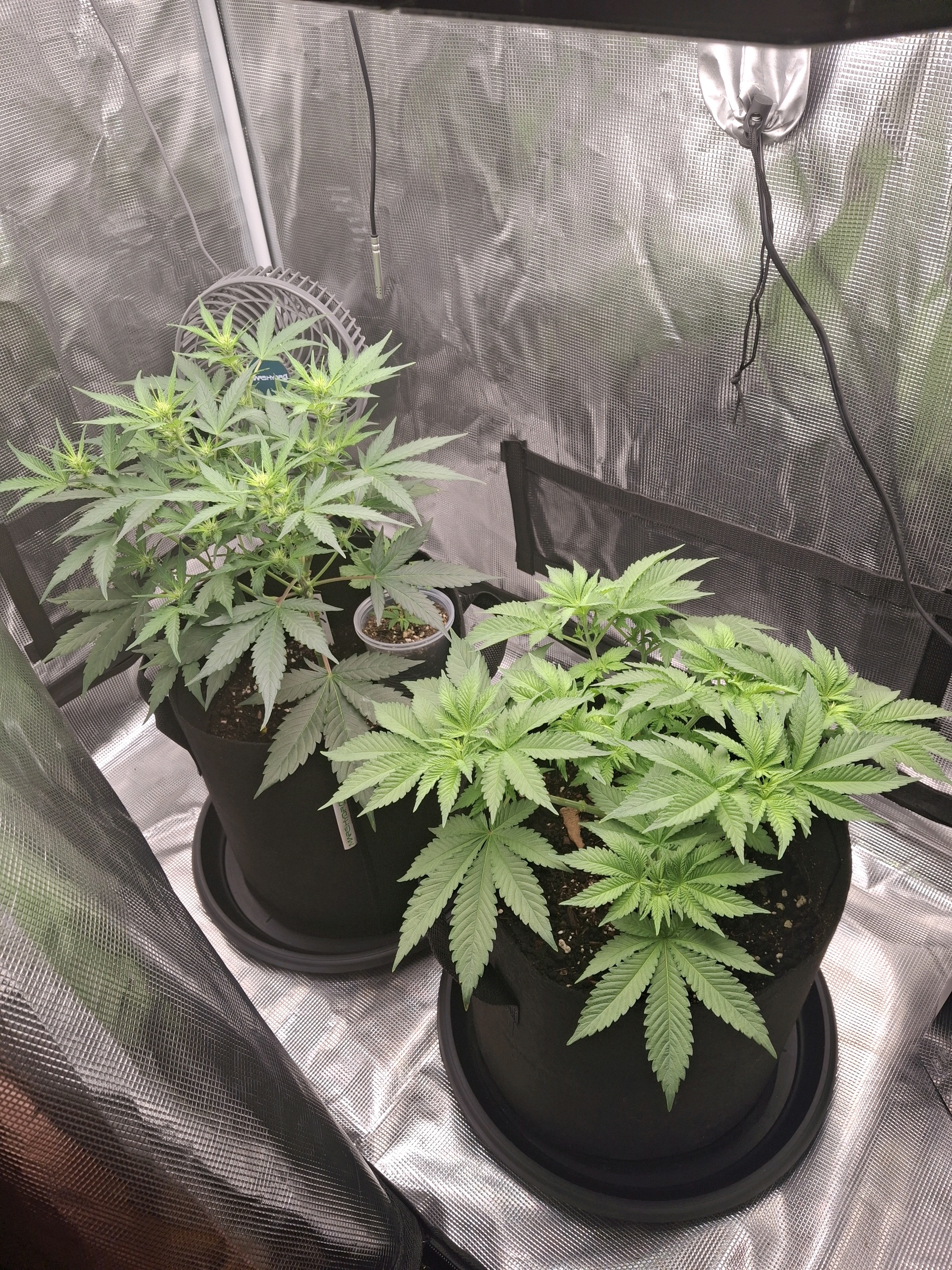 SoFloBudz — flower, day 41