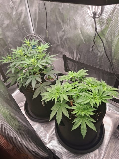 SoFloBudz — flower, day 41