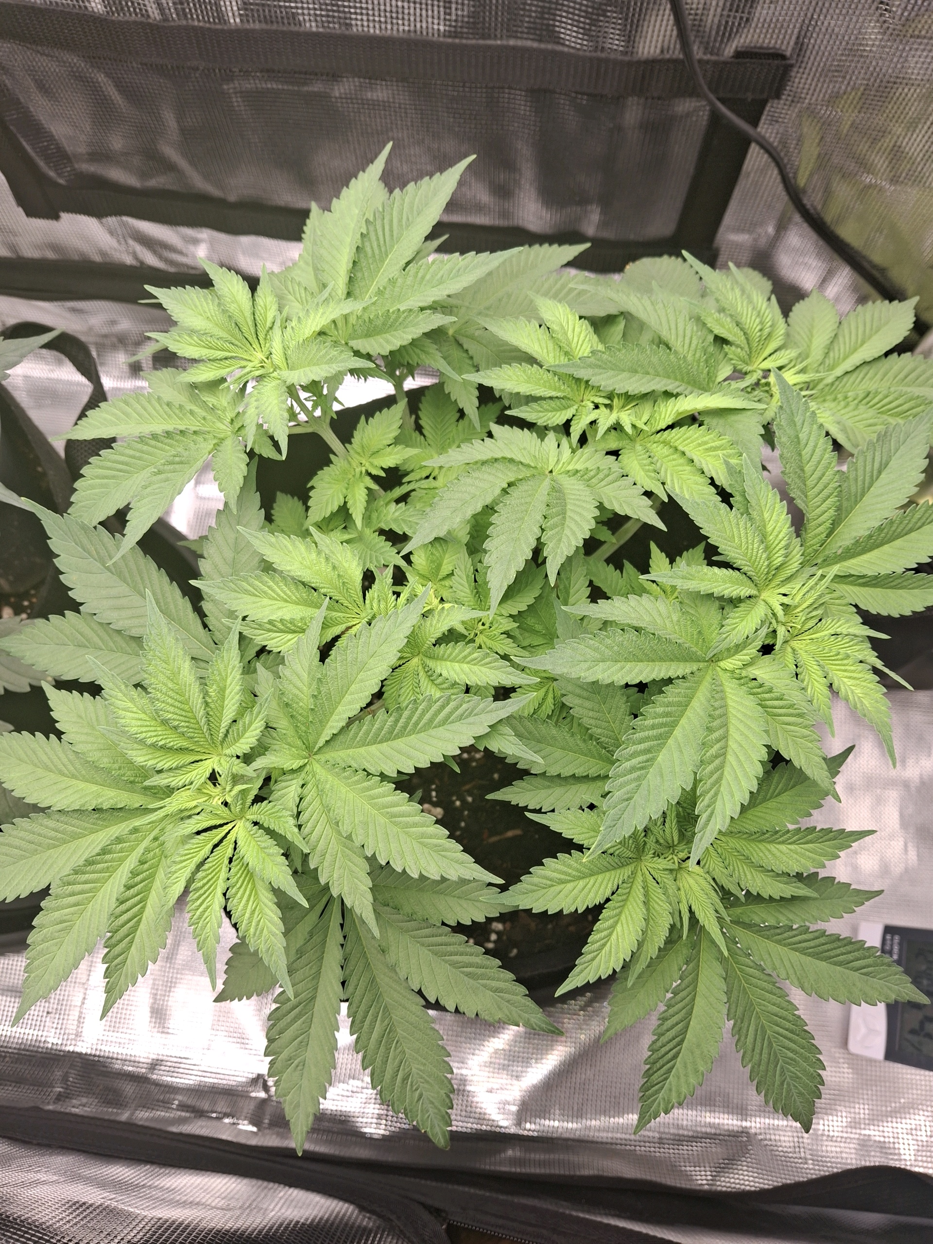 SoFloBudz — flower, day 41