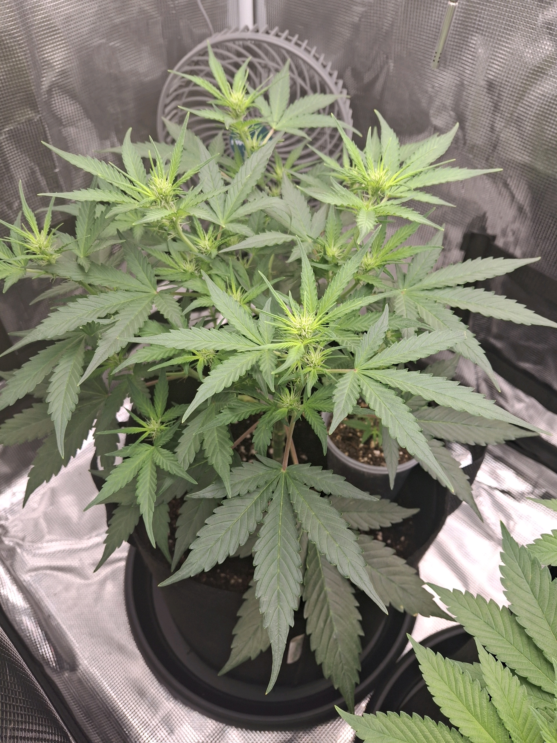 SoFloBudz — flower, day 41