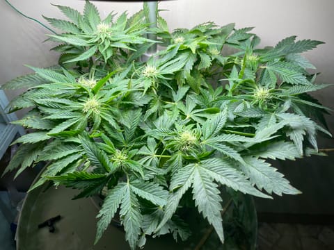 Mephisto Strawberry Nuggets — flower, day 1