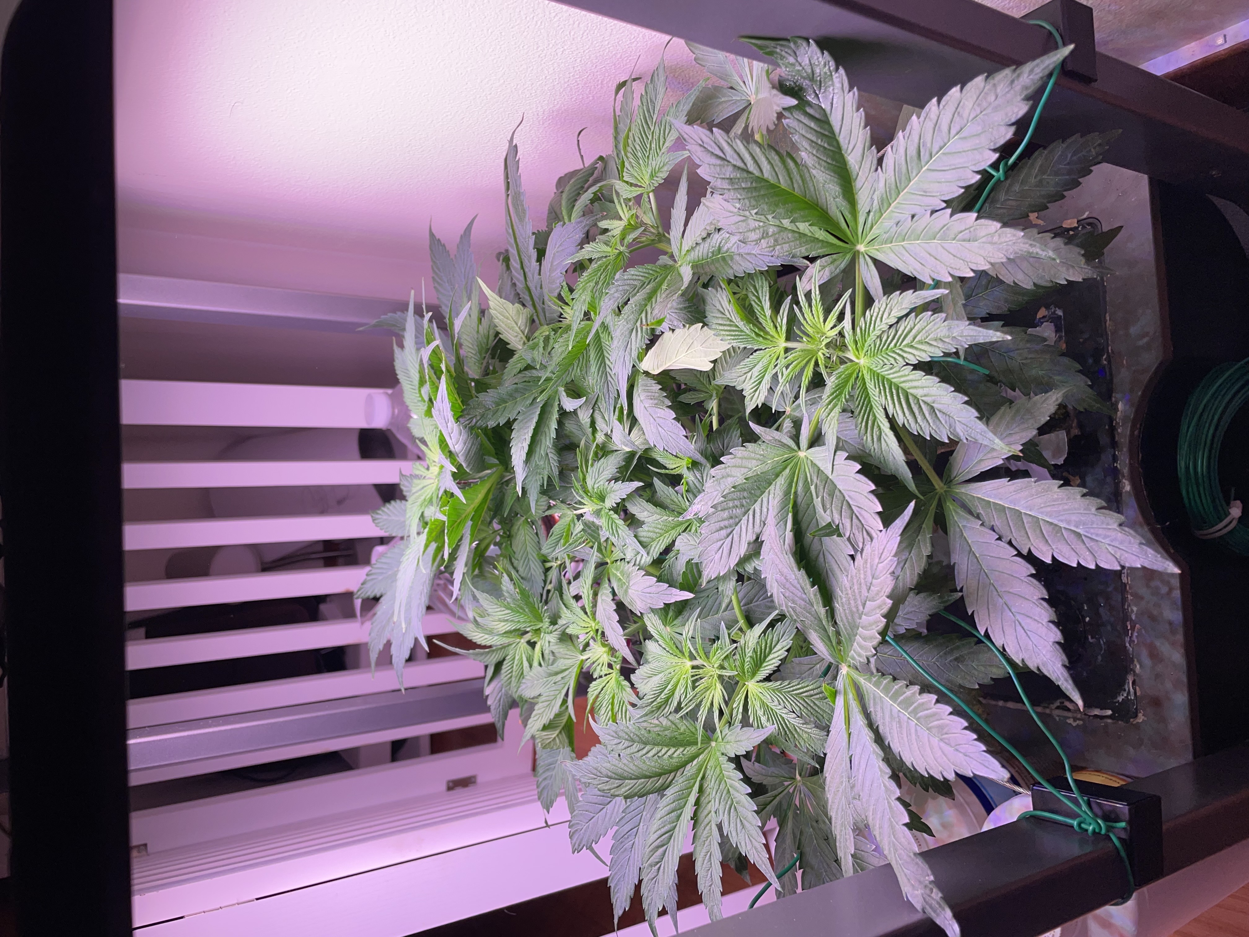 Mephisto Gasoline Dream