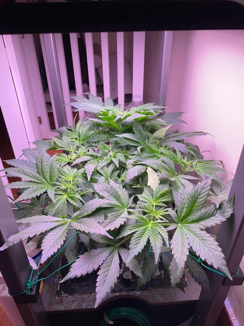 Mephisto Gasoline Dream — flower, day 1