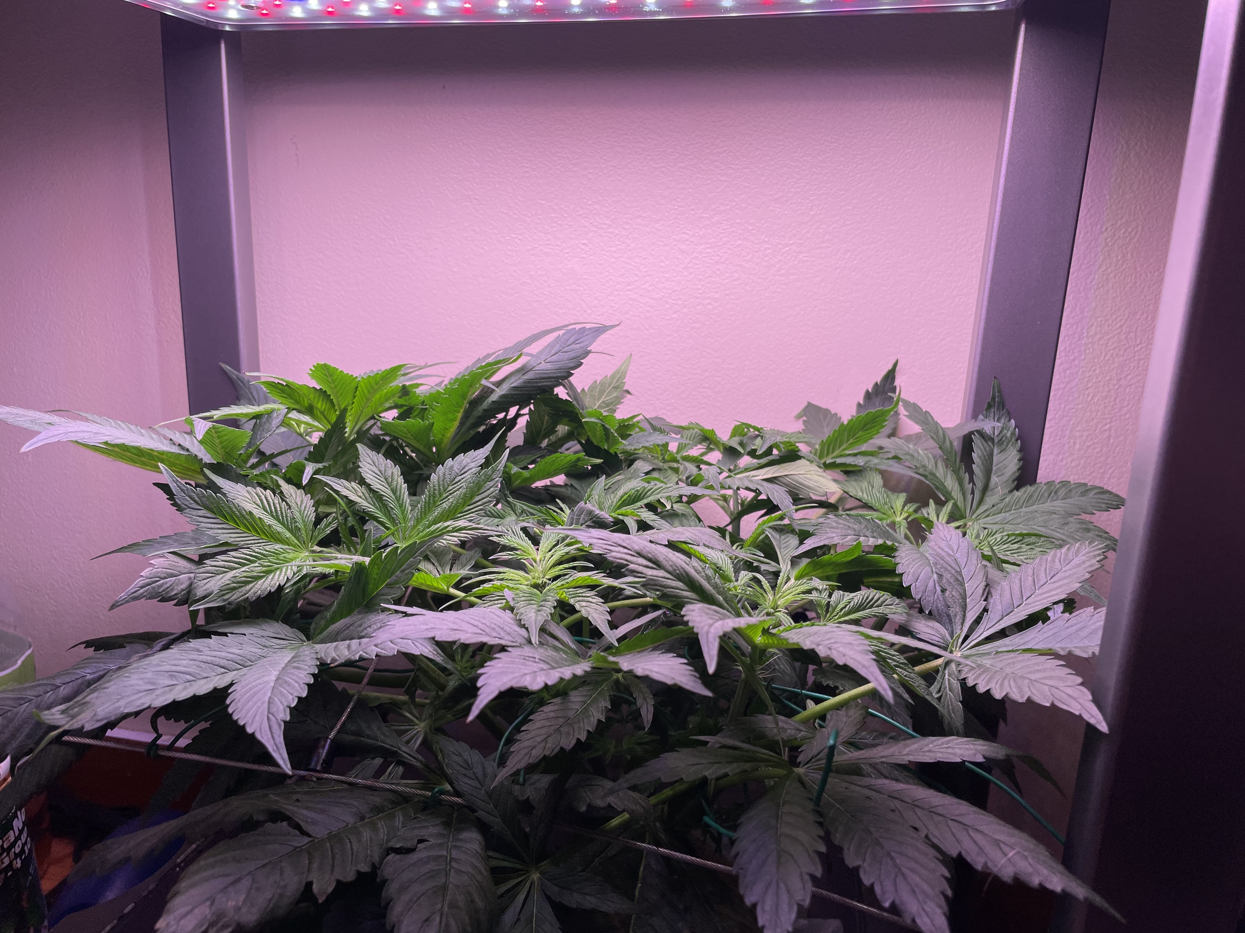 Mephisto Gasoline Dream — flower, day 1