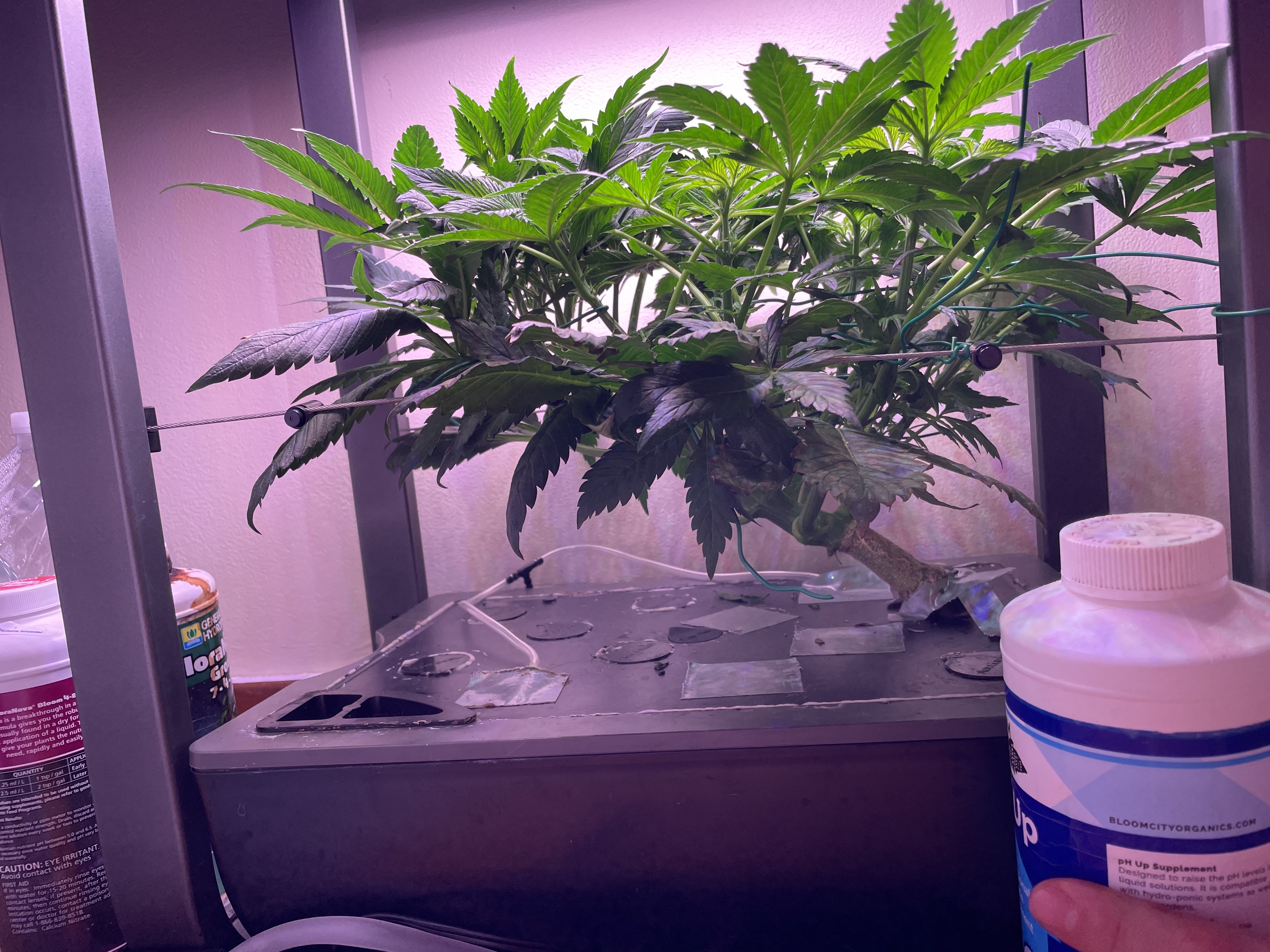 Mephisto Gasoline Dream — flower, day 1