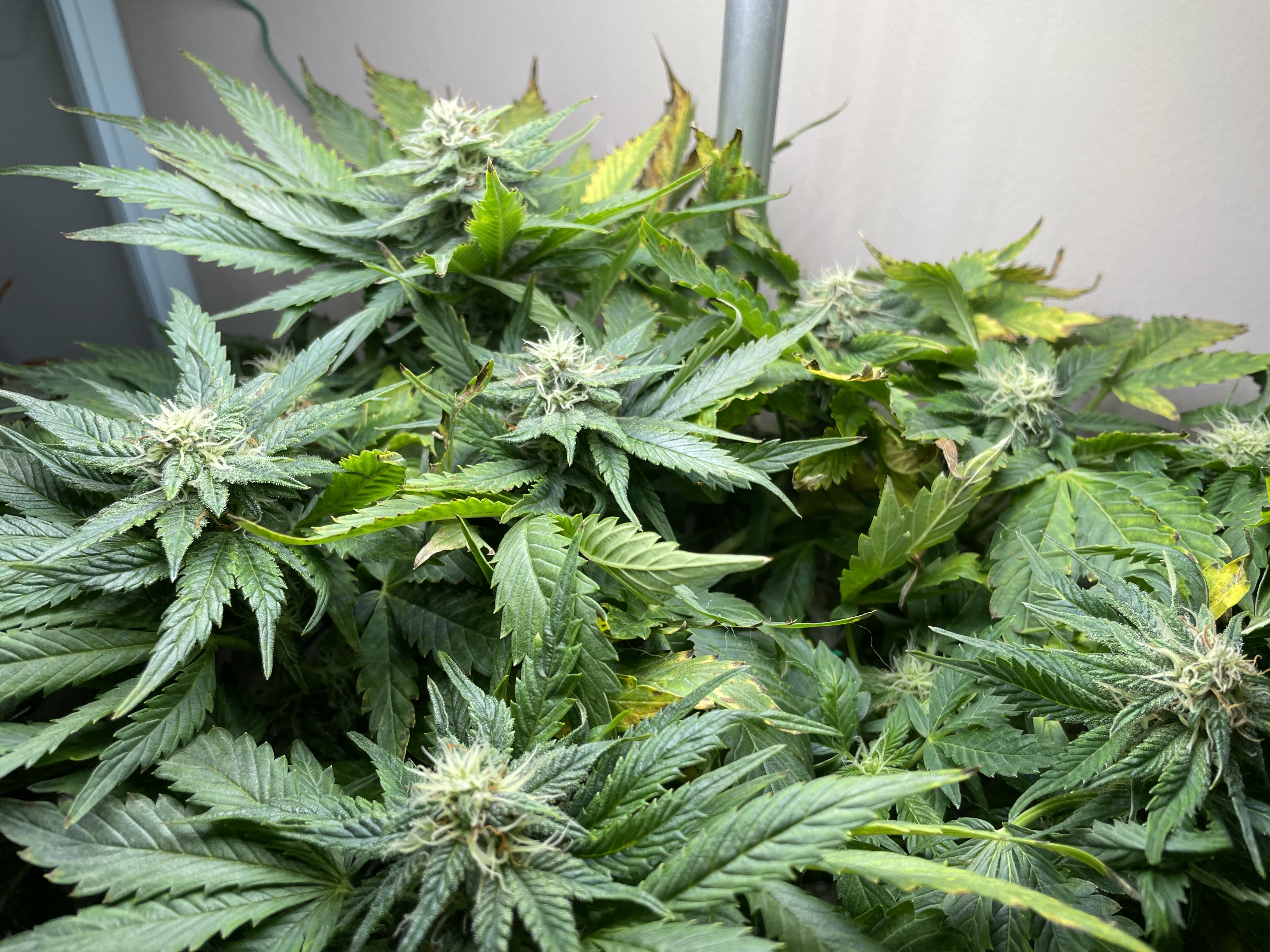 Mephisto Strawberry Nuggets — flower, day 3