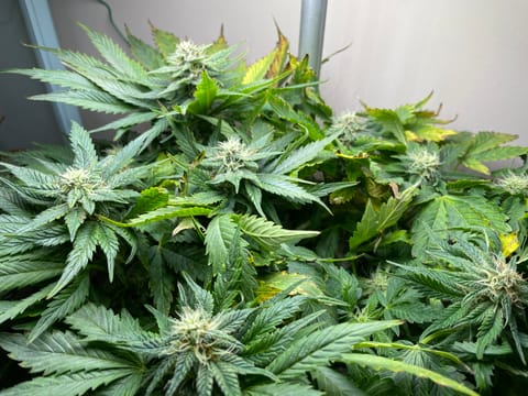 Mephisto Strawberry Nuggets — flower, day 3