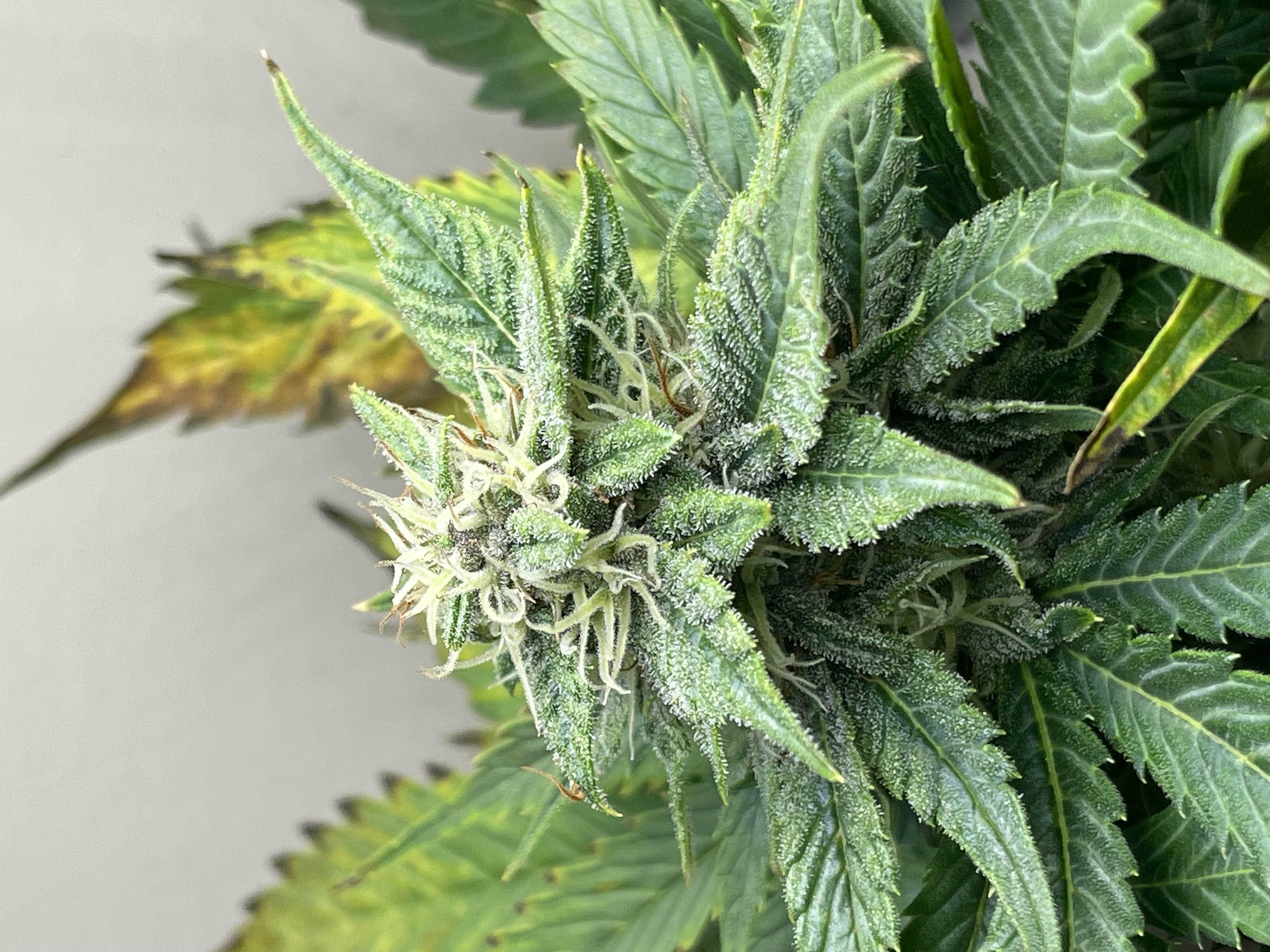 Mephisto Strawberry Nuggets — flower, day 3