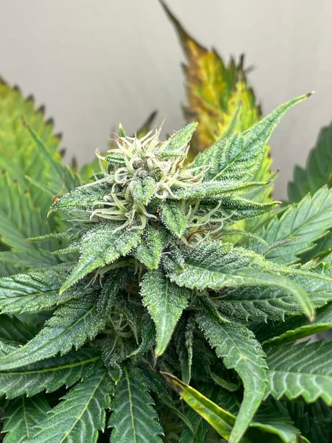Mephisto Strawberry Nuggets — flower, day 3