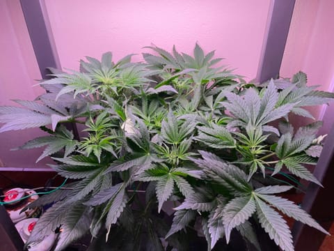 Mephisto Gasoline Dream — flower, day 3