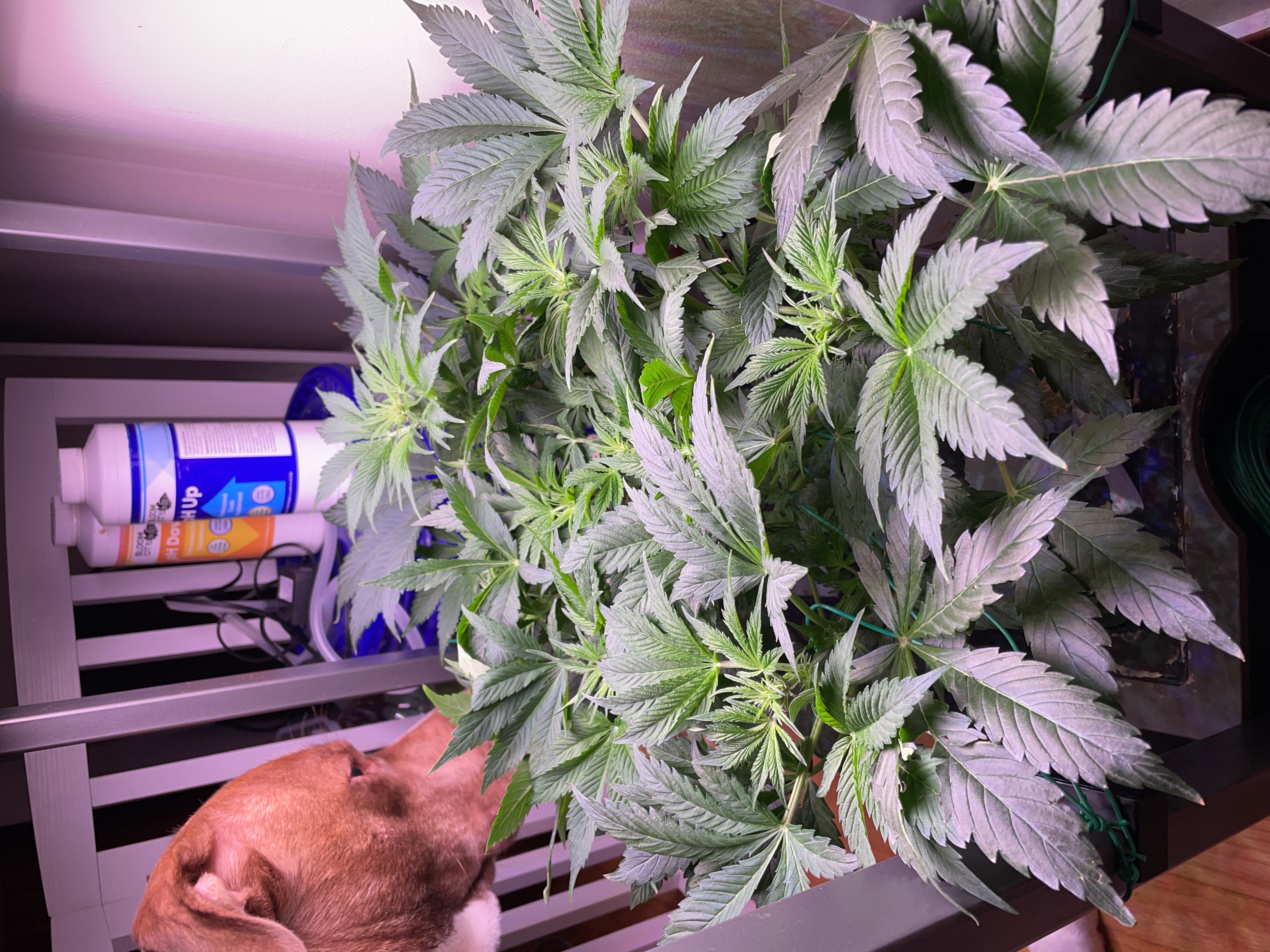 Mephisto Gasoline Dream — flower, day 3