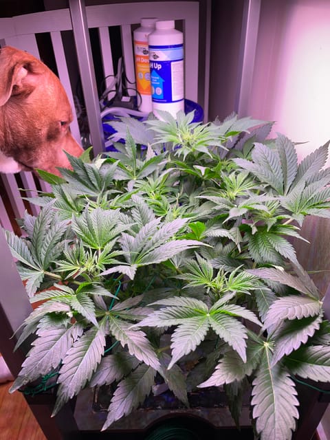 Mephisto Gasoline Dream — flower, day 3
