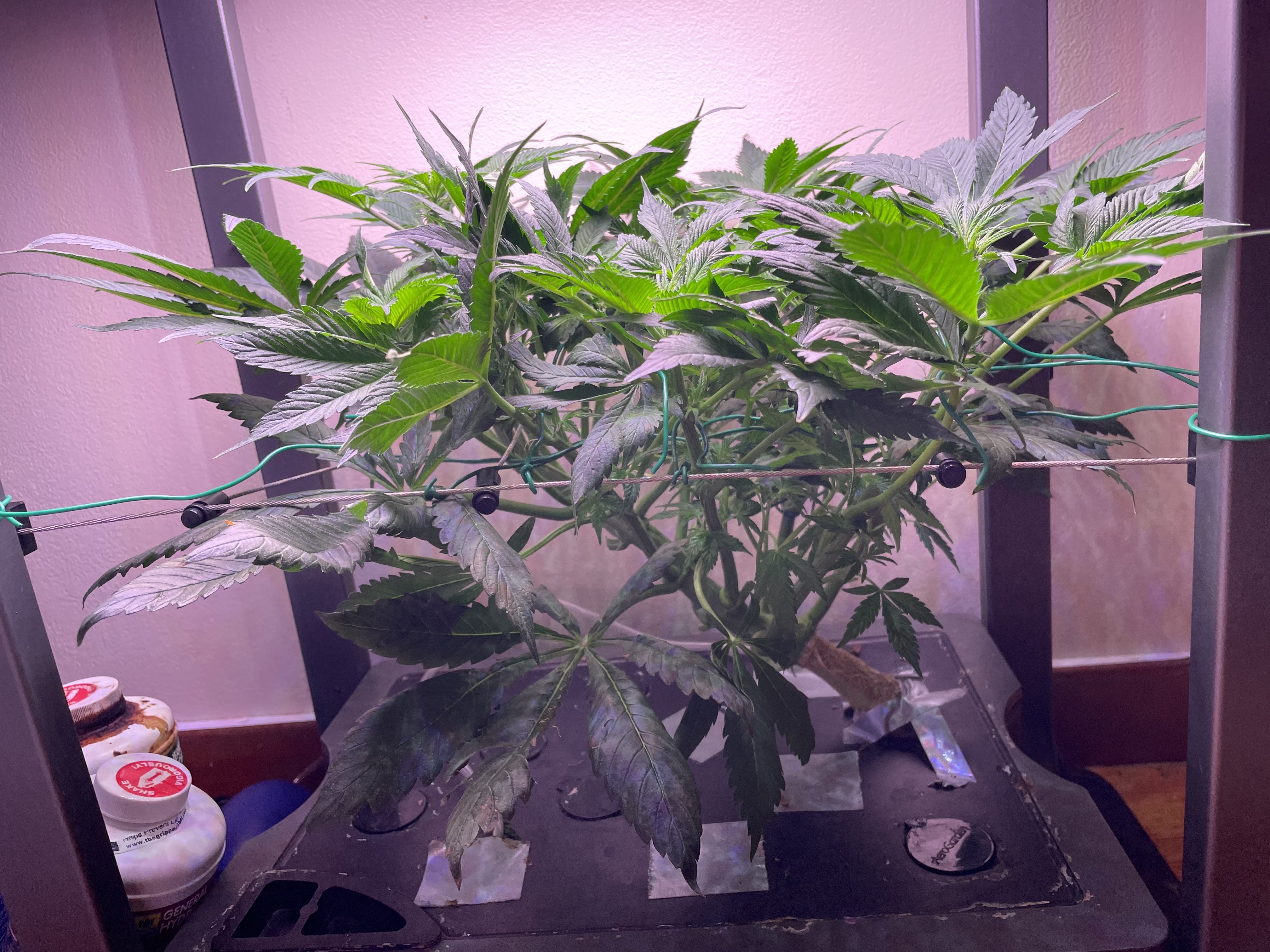 Mephisto Gasoline Dream — flower, day 3