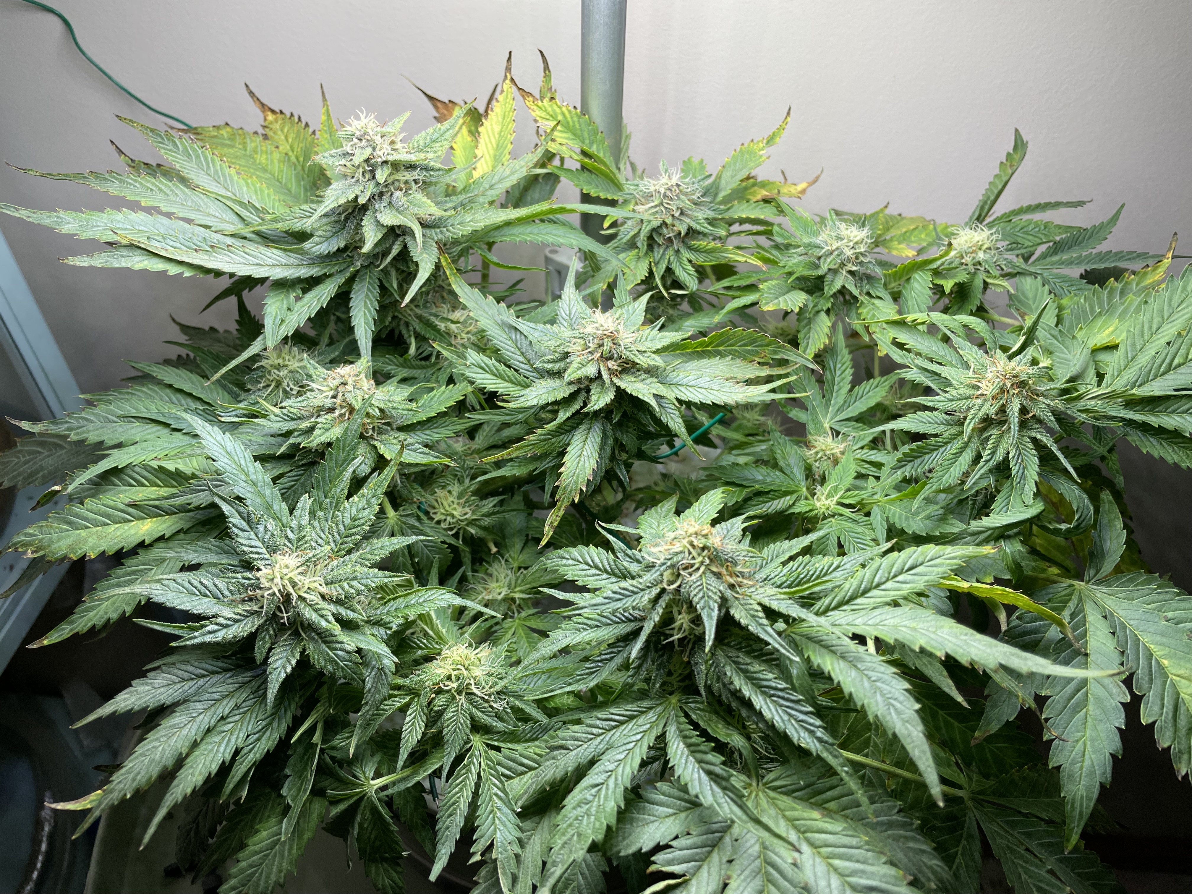 Mephisto Strawberry Nuggets