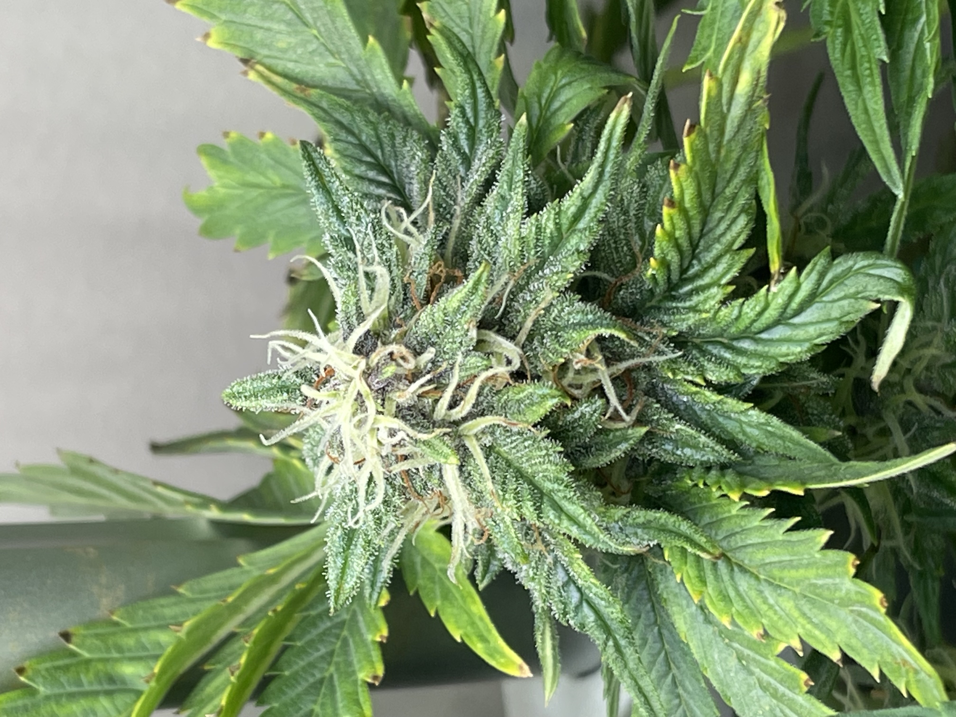 Mephisto Strawberry Nuggets — flower, day 5