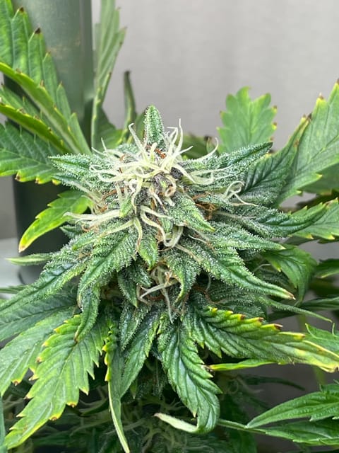 Mephisto Strawberry Nuggets — flower, day 5