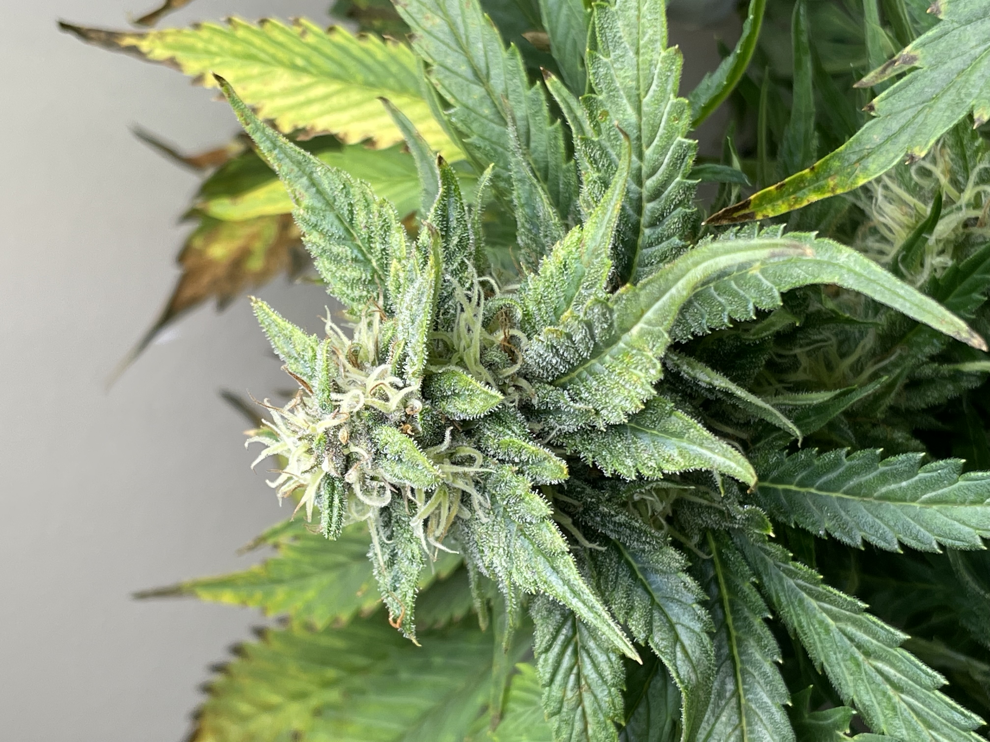 Mephisto Strawberry Nuggets — flower, day 5