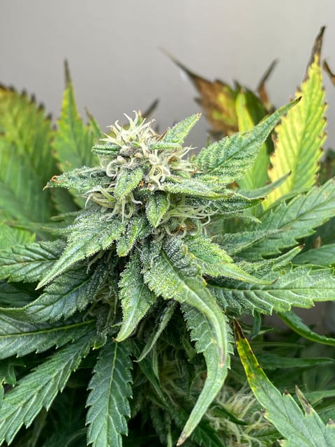 Mephisto Strawberry Nuggets — flower, day 5