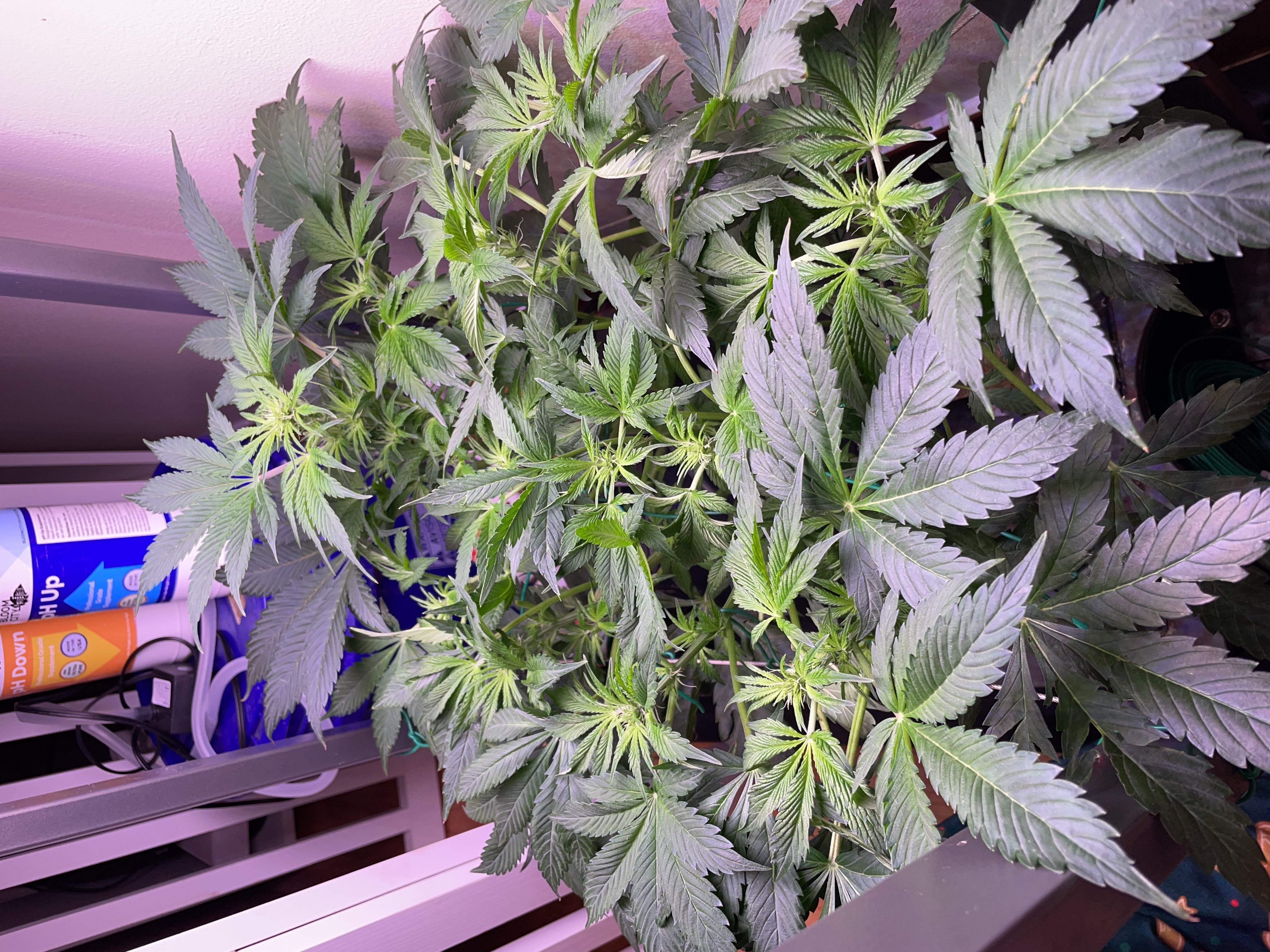 Mephisto Gasoline Dream — flower, day 5