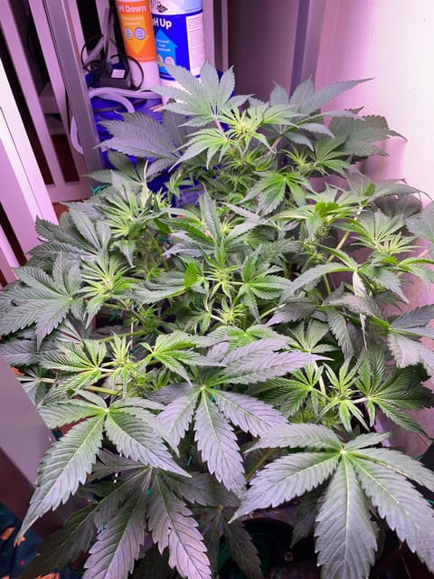 Mephisto Gasoline Dream — flower, day 5