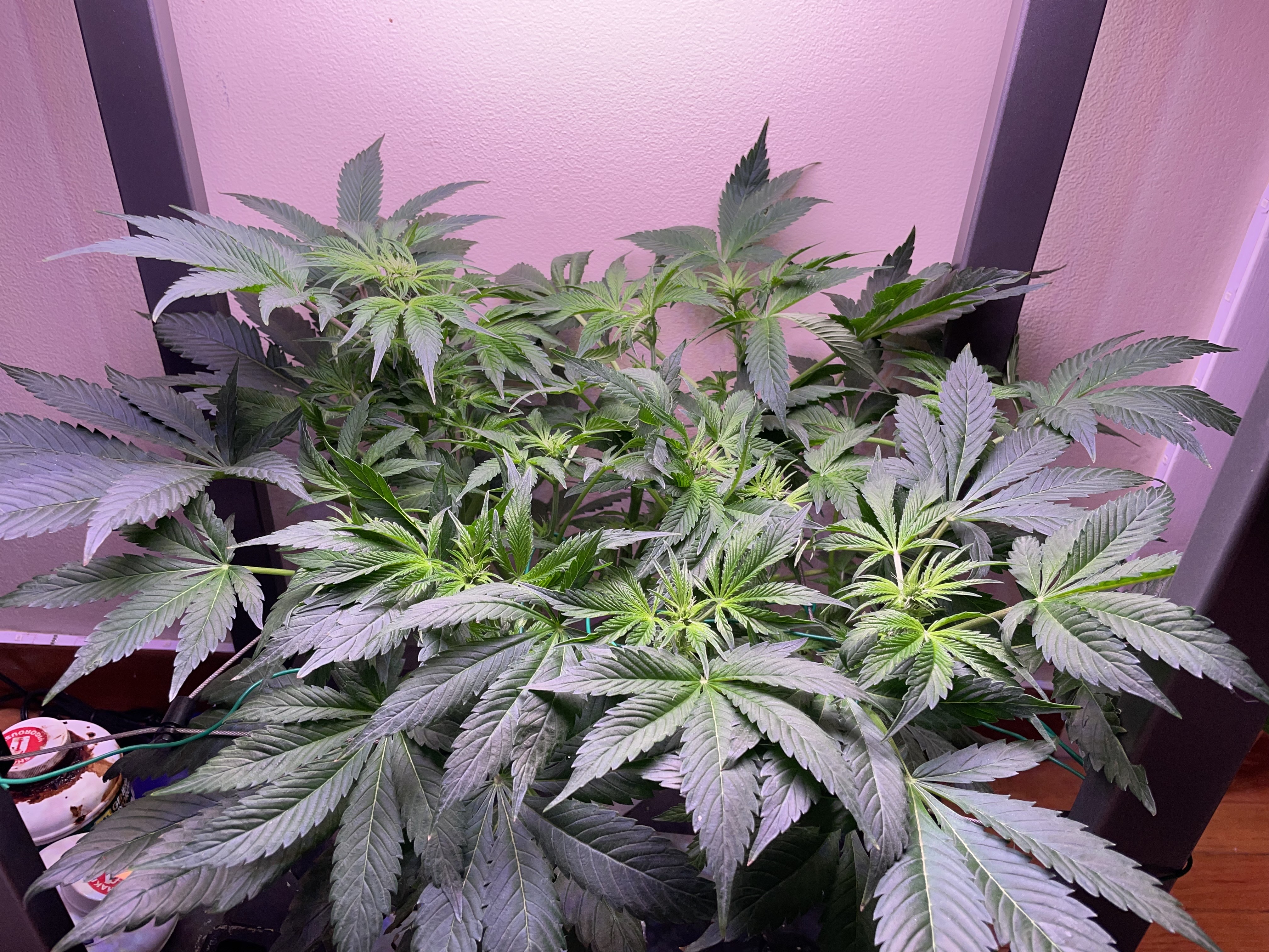 Mephisto Gasoline Dream — flower, day 5