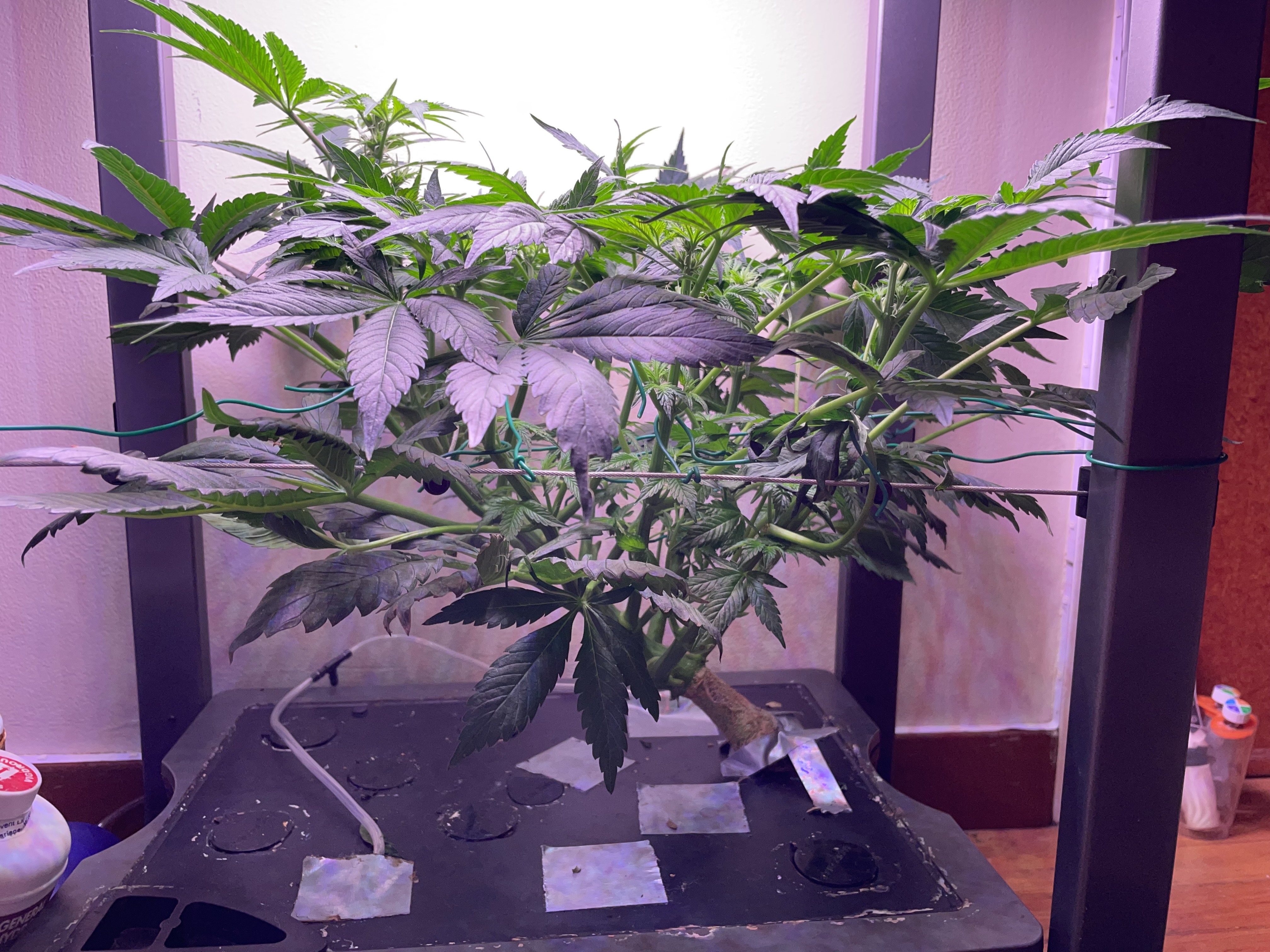 Mephisto Gasoline Dream — flower, day 5