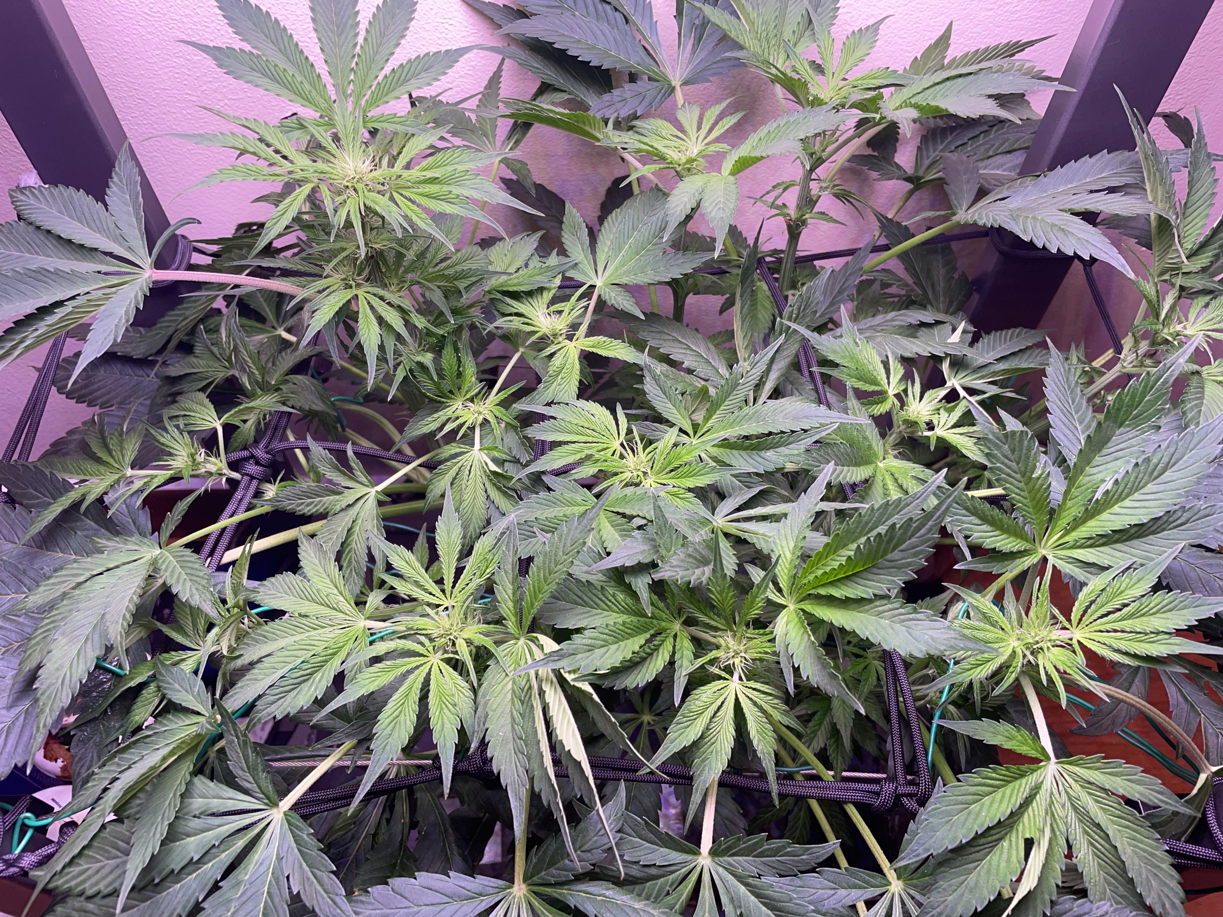 Mephisto Gasoline Dream — flower, day 8