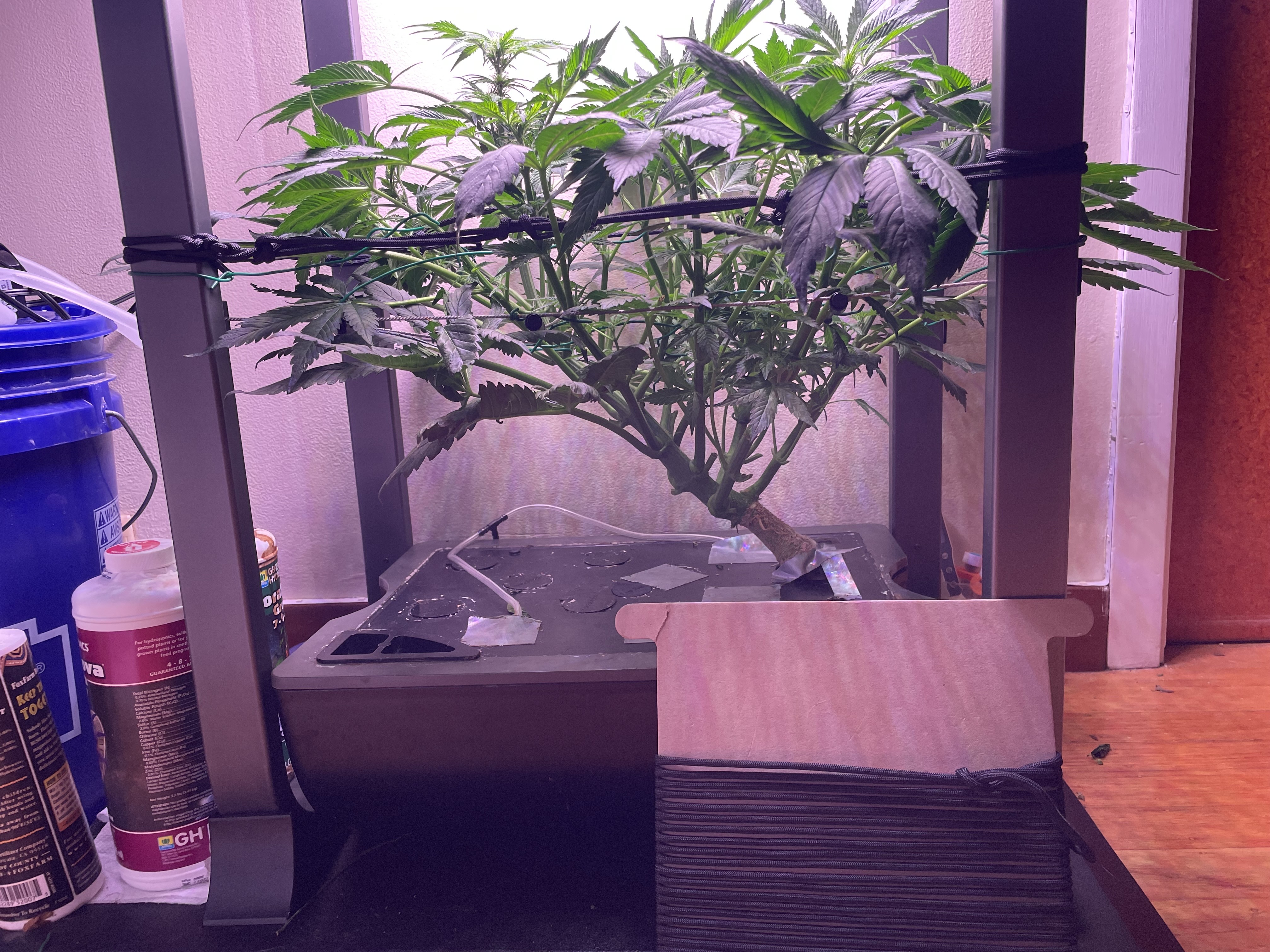 Mephisto Gasoline Dream — flower, day 8