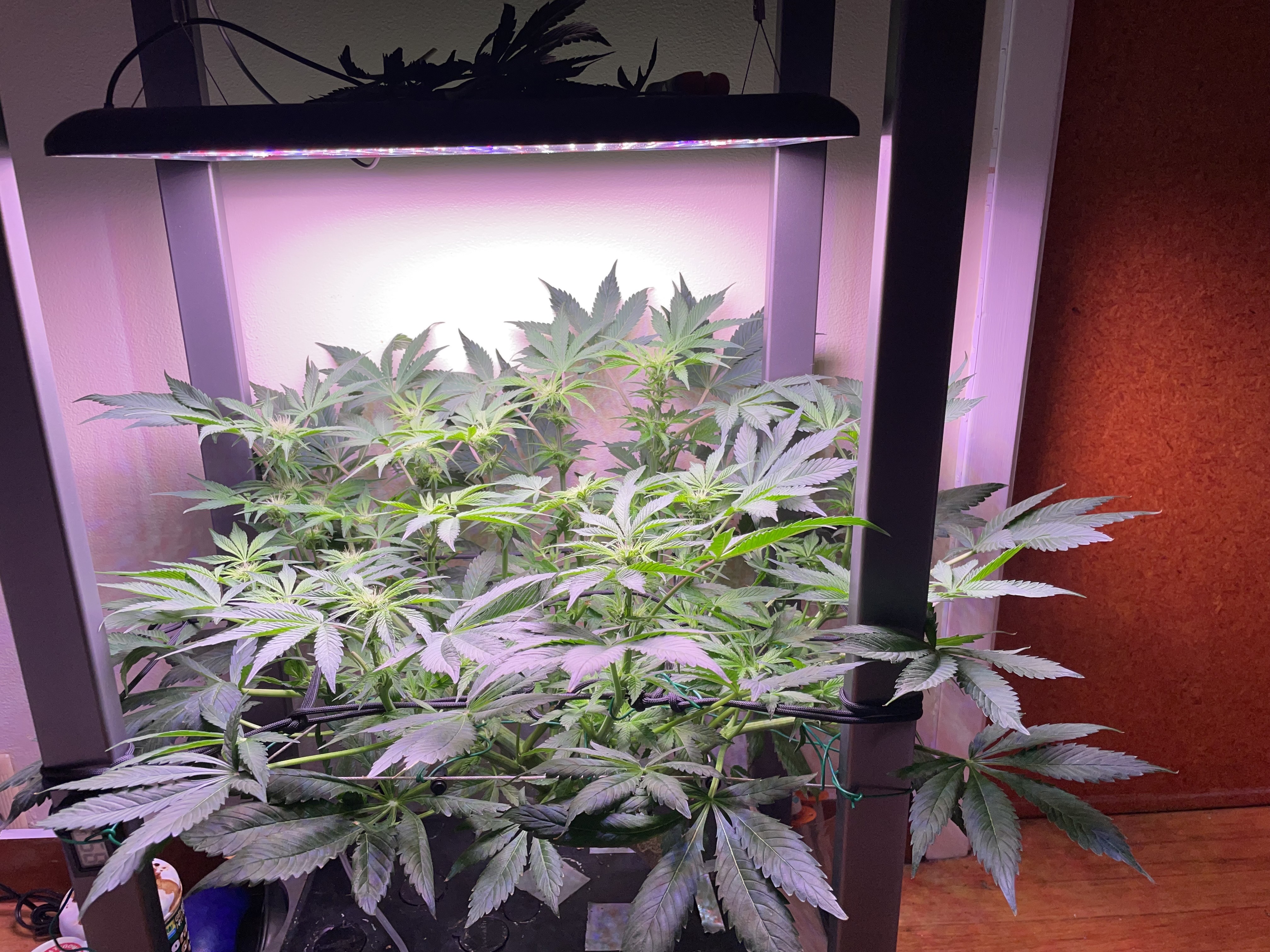 Mephisto Gasoline Dream — flower, day 14