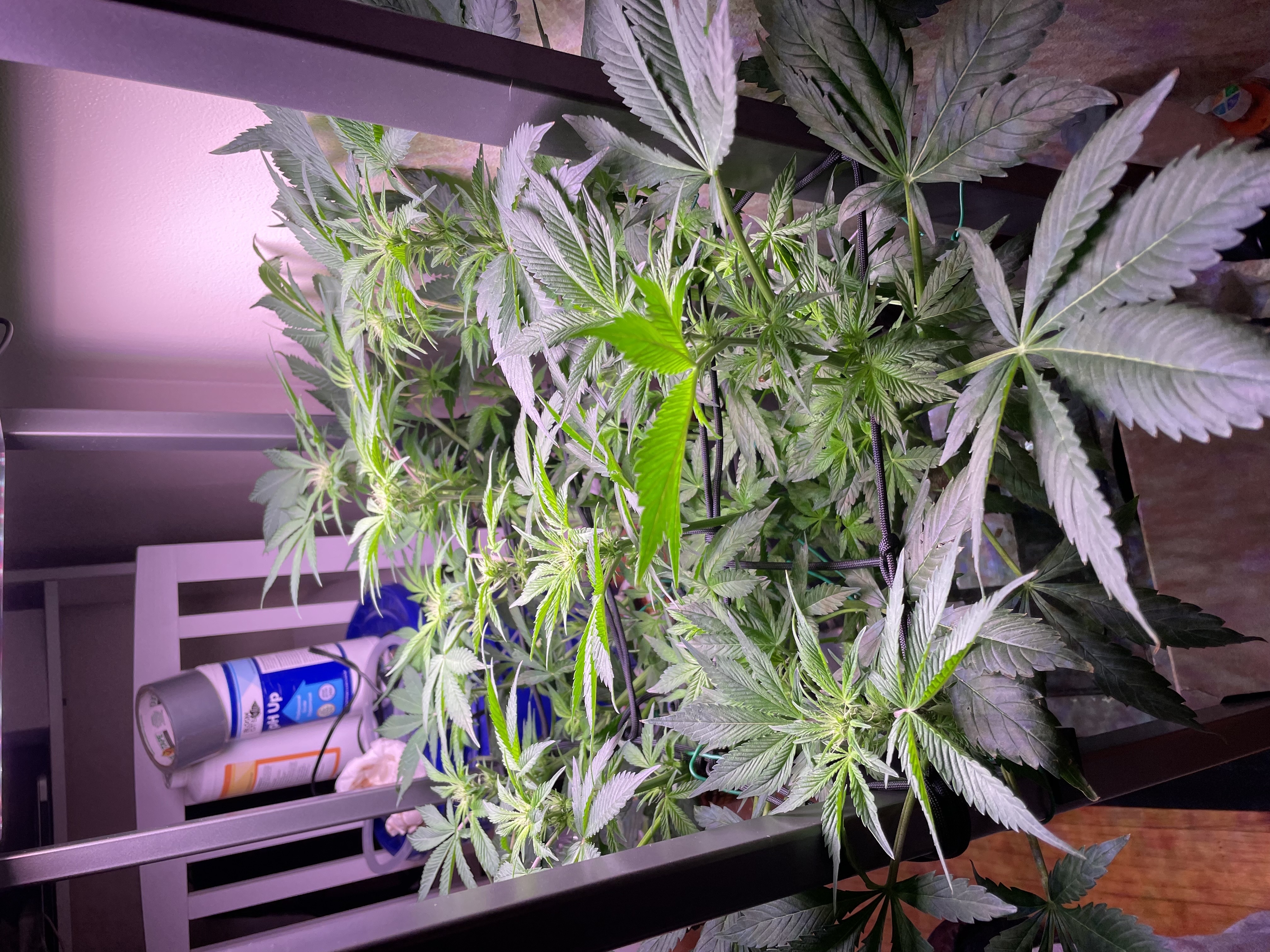 Mephisto Gasoline Dream — flower, day 14