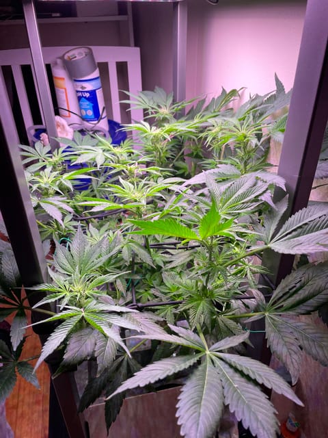 Mephisto Gasoline Dream — flower, day 14