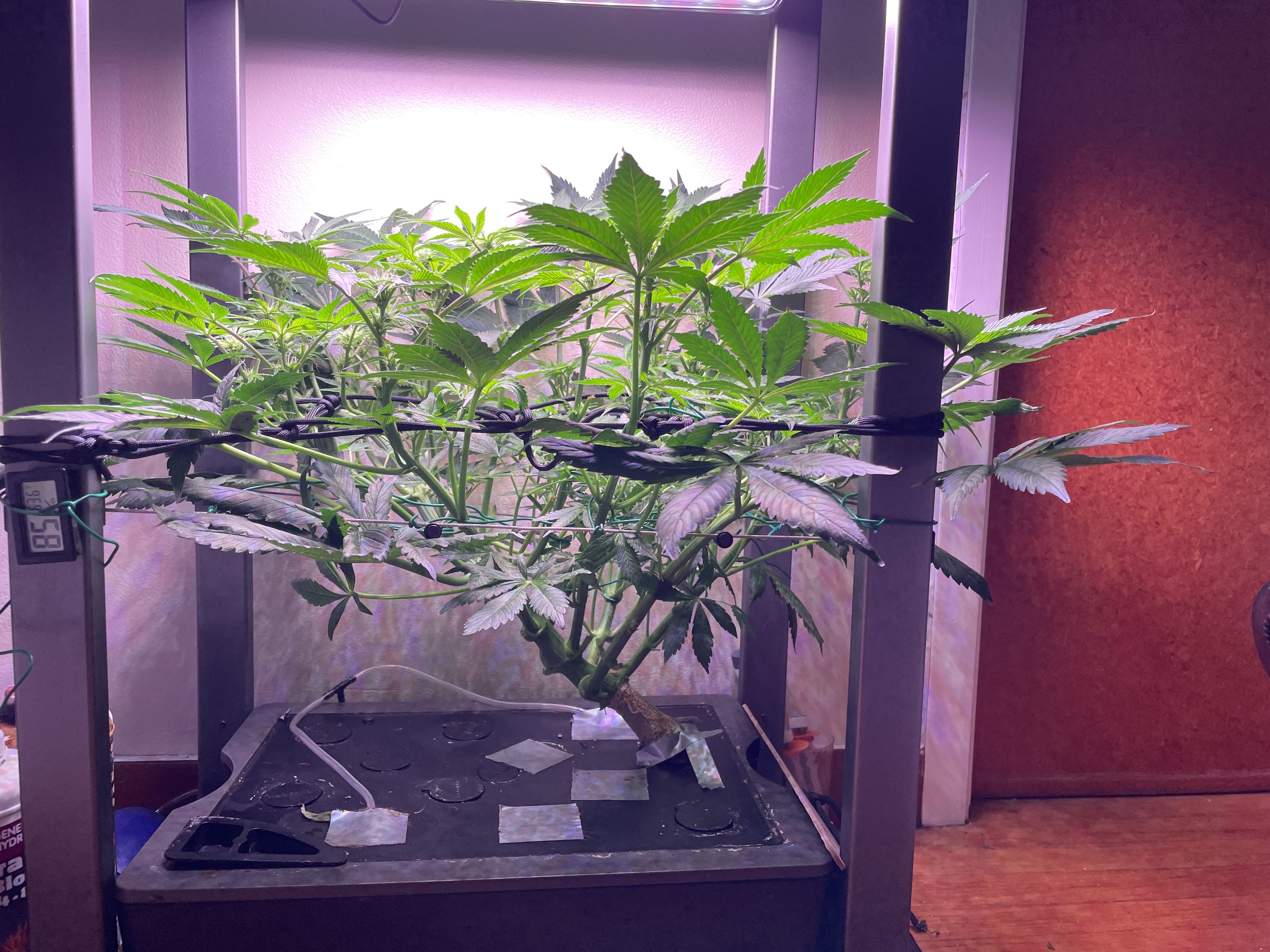 Mephisto Gasoline Dream — flower, day 14