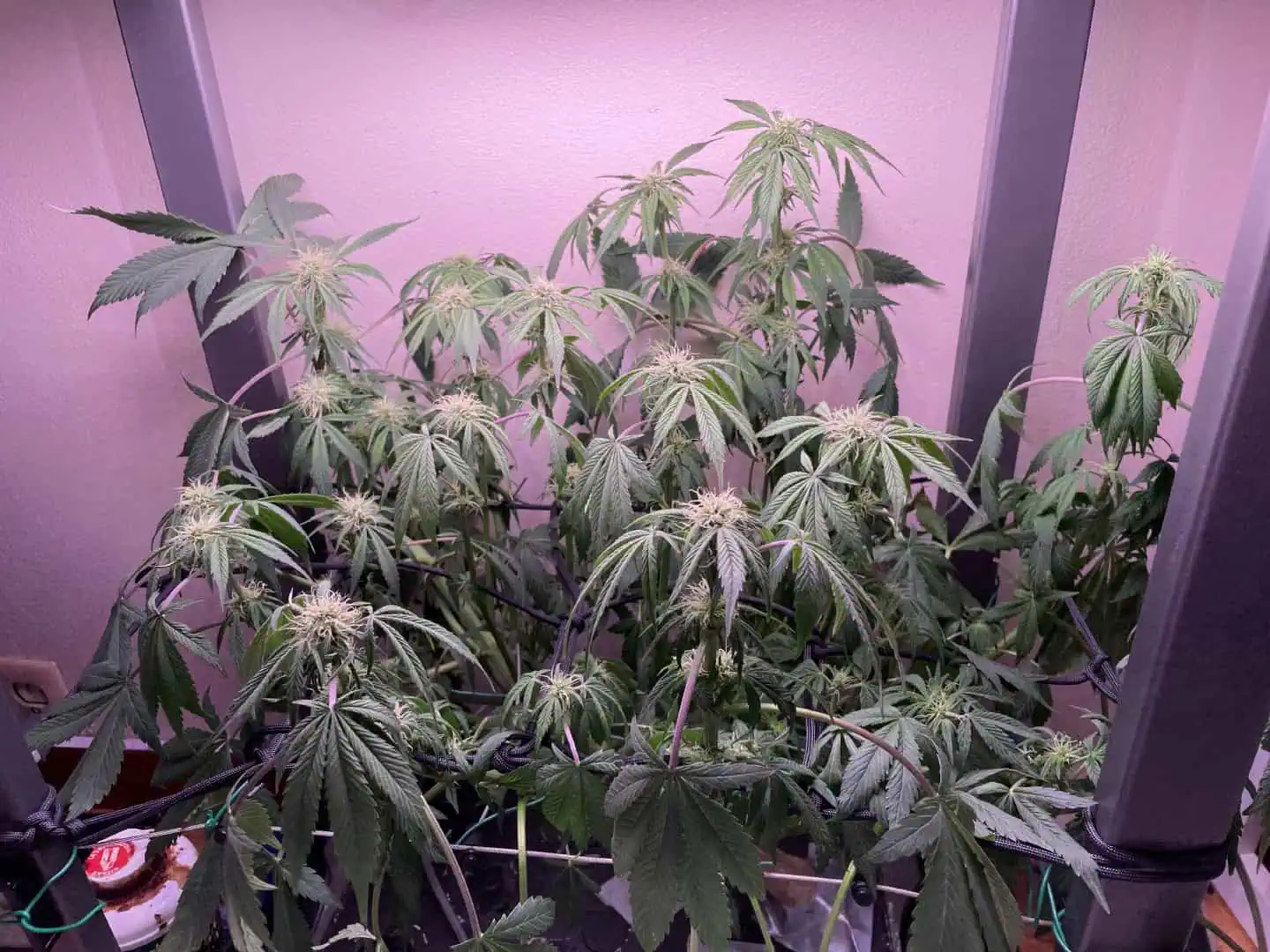 Mephisto Gasoline Dream — flower, day 24