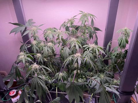 Mephisto Gasoline Dream — flower, day 24