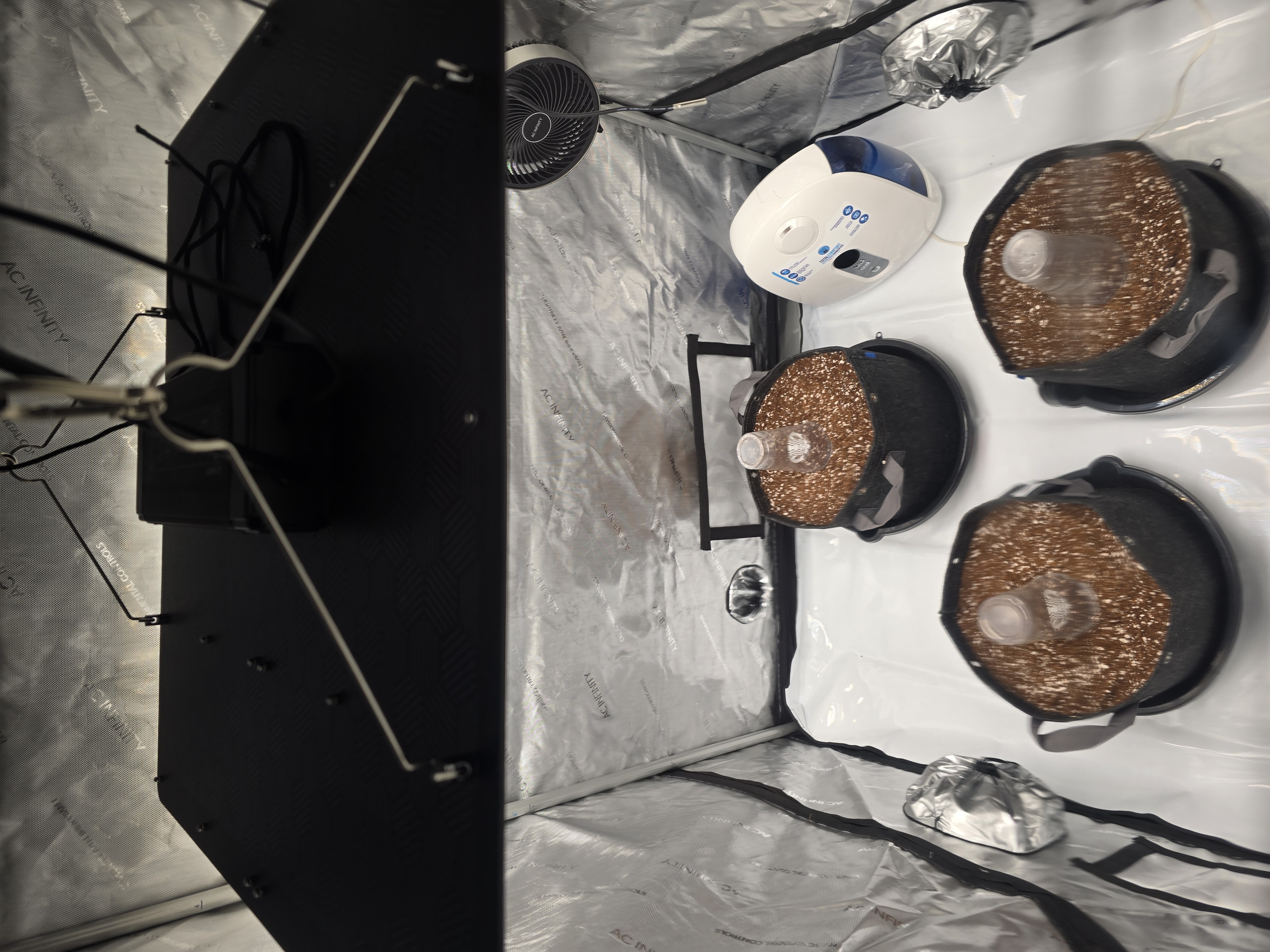 cherry pie auto — grow_setup, day 4