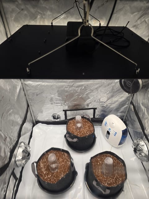 cherry pie auto — grow_setup, day 4