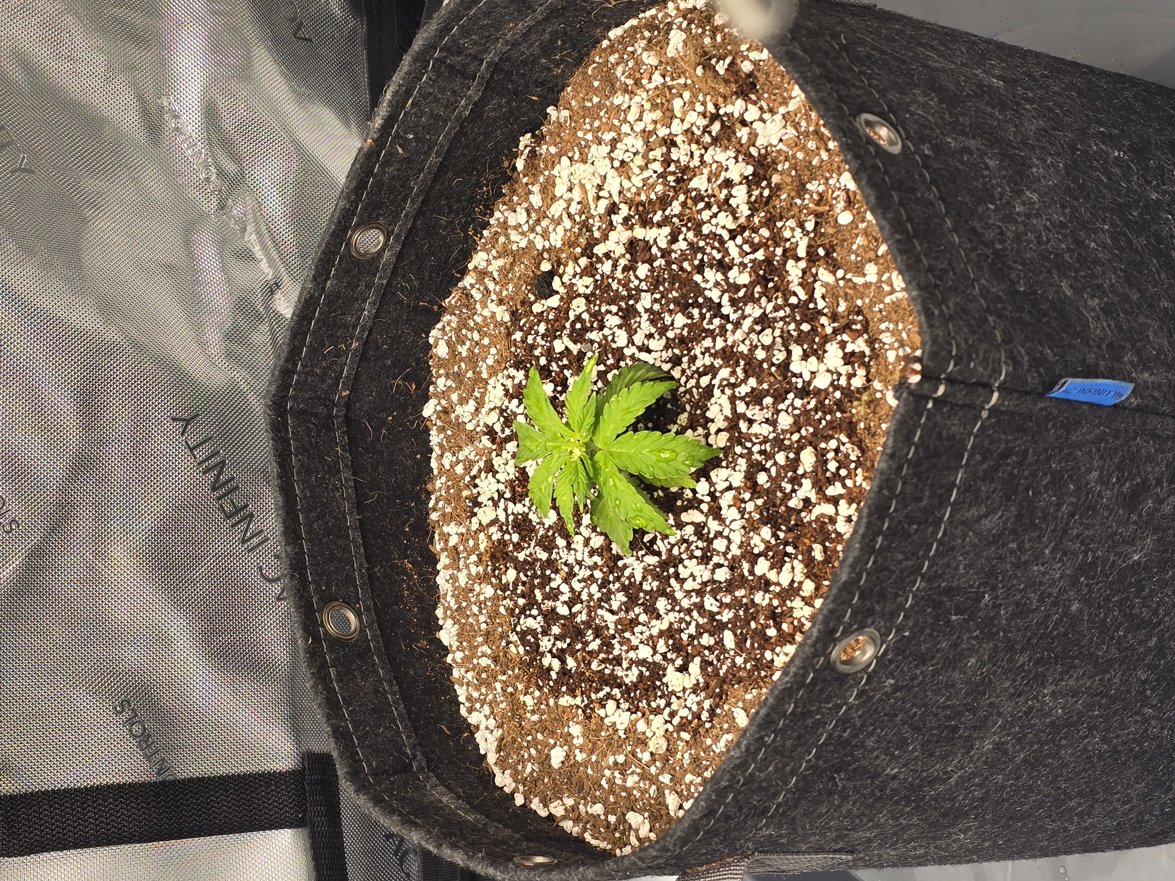 cherry pie auto — seedling_rooting, day 28
