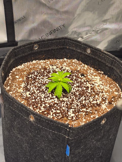 cherry pie auto — seedling_rooting, day 28