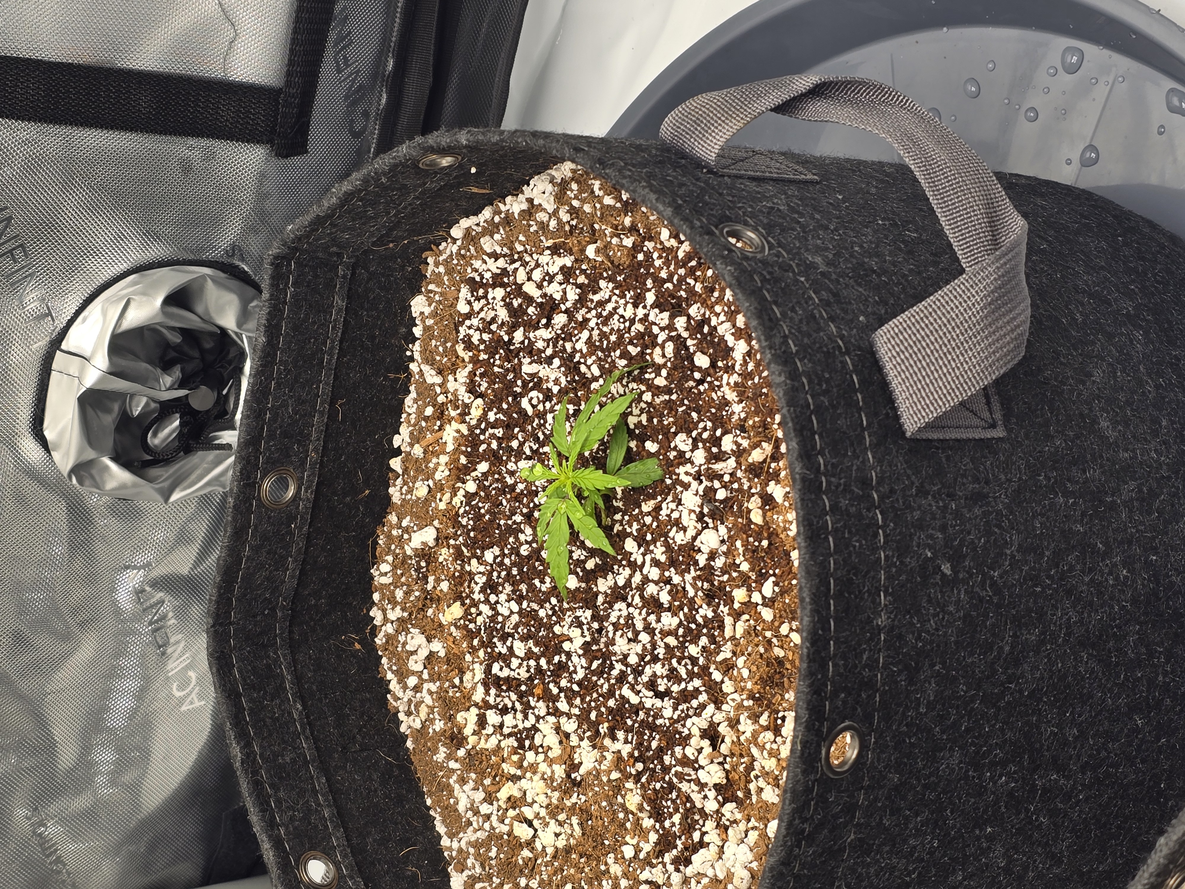 cherry pie auto — seedling_rooting, day 28