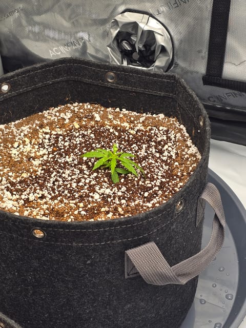 cherry pie auto — seedling_rooting, day 28