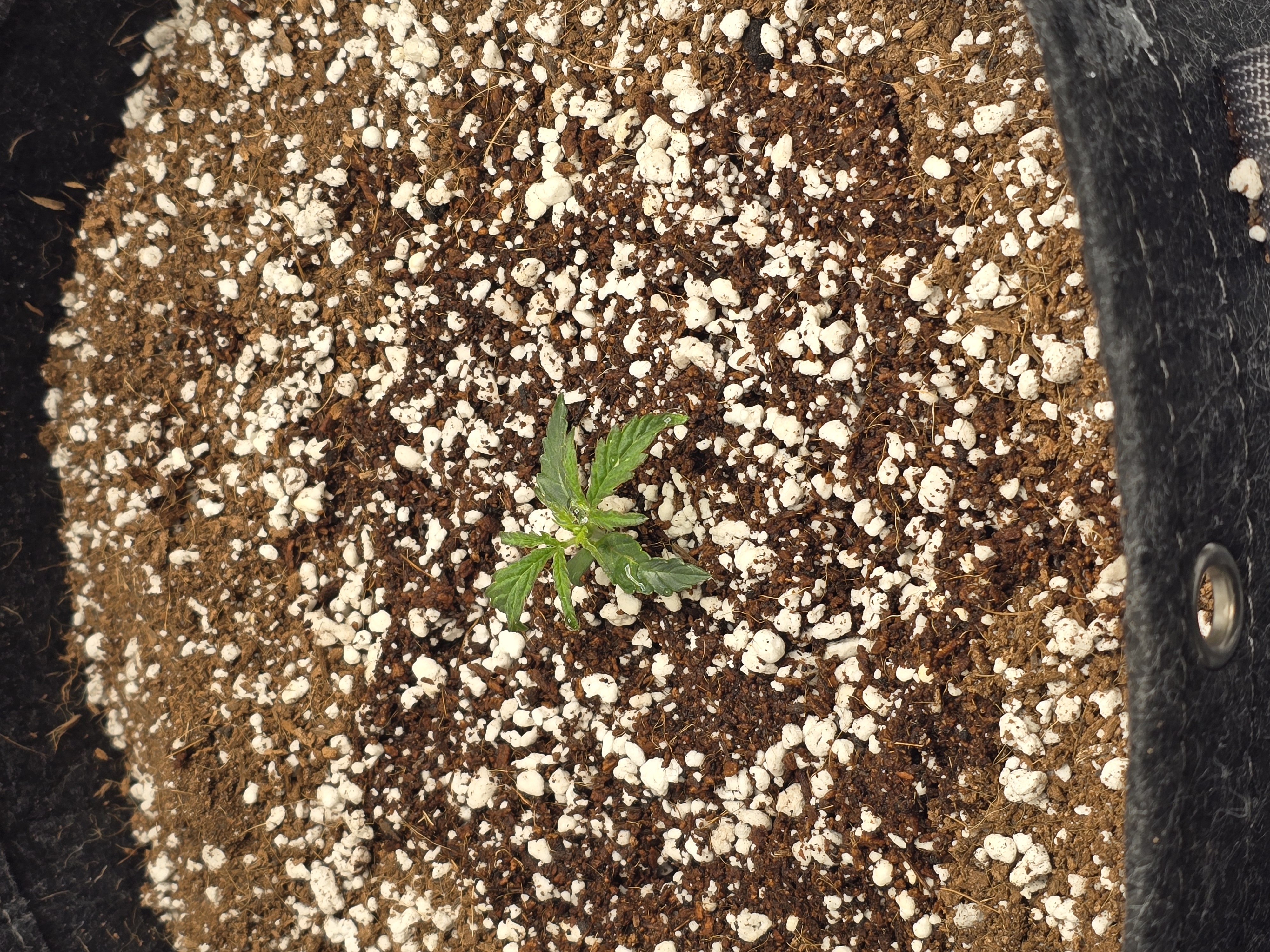 cherry pie auto — seedling_rooting, day 28